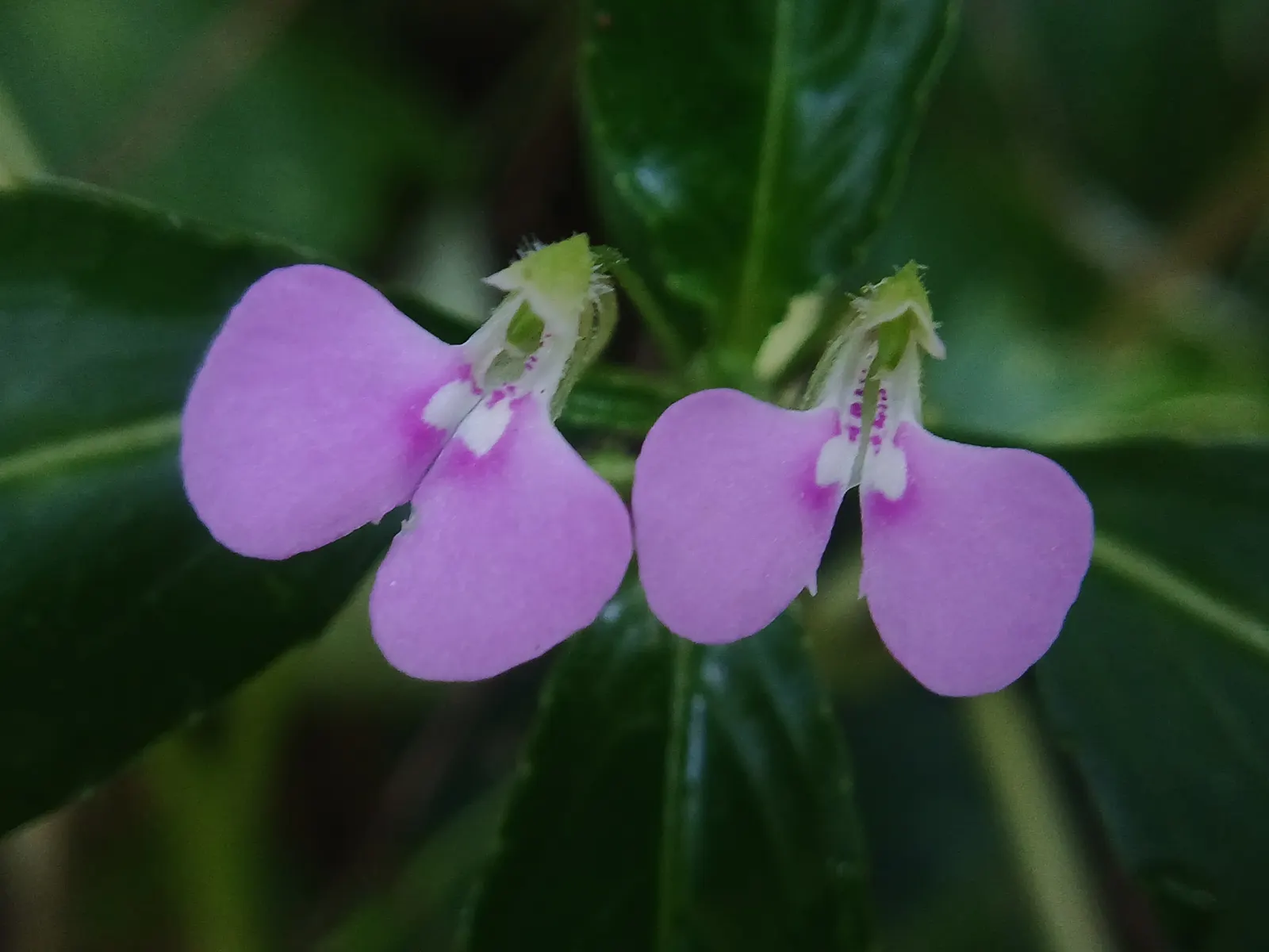 Jewelweed (Impatiens Capensis) — It's an excellent choice for naturalized areas