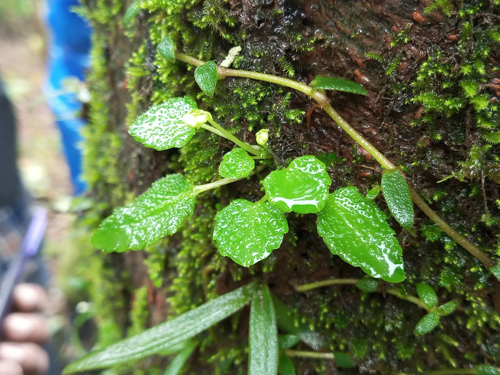 Jewelweed (Impatiens Capensis) — also known as Touch-Me-Not