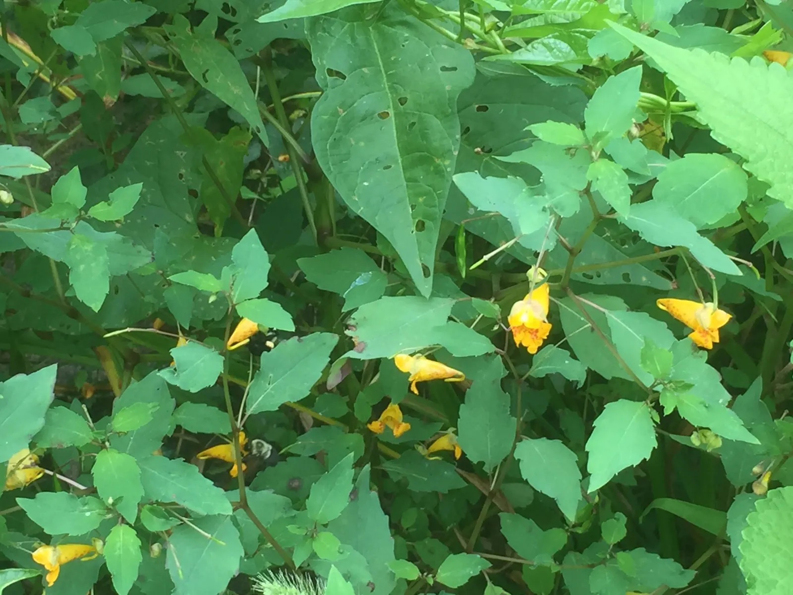 Jewelweed (Impatiens Capensis) — Its succulent stems and trumpet-shaped blooms attract hummingbirds and butterflies; annual for half or shade, image 154