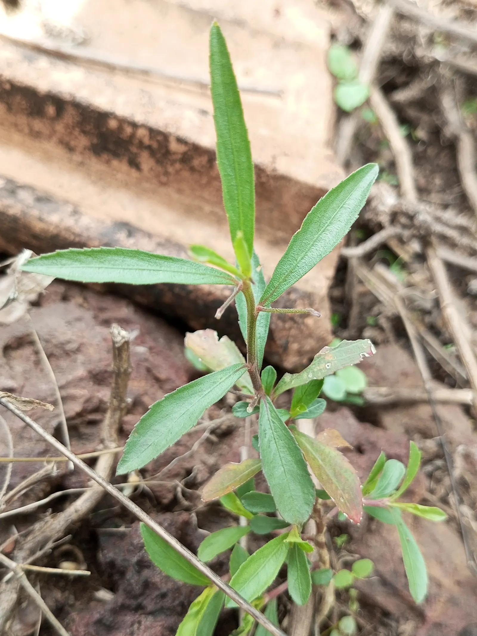 Jewelweed (Impatiens Capensis) — commonly referred to as Jewelweed or Orange Touch-Me-Not; offering not only aesthetic appeal but also serving as a, image 82