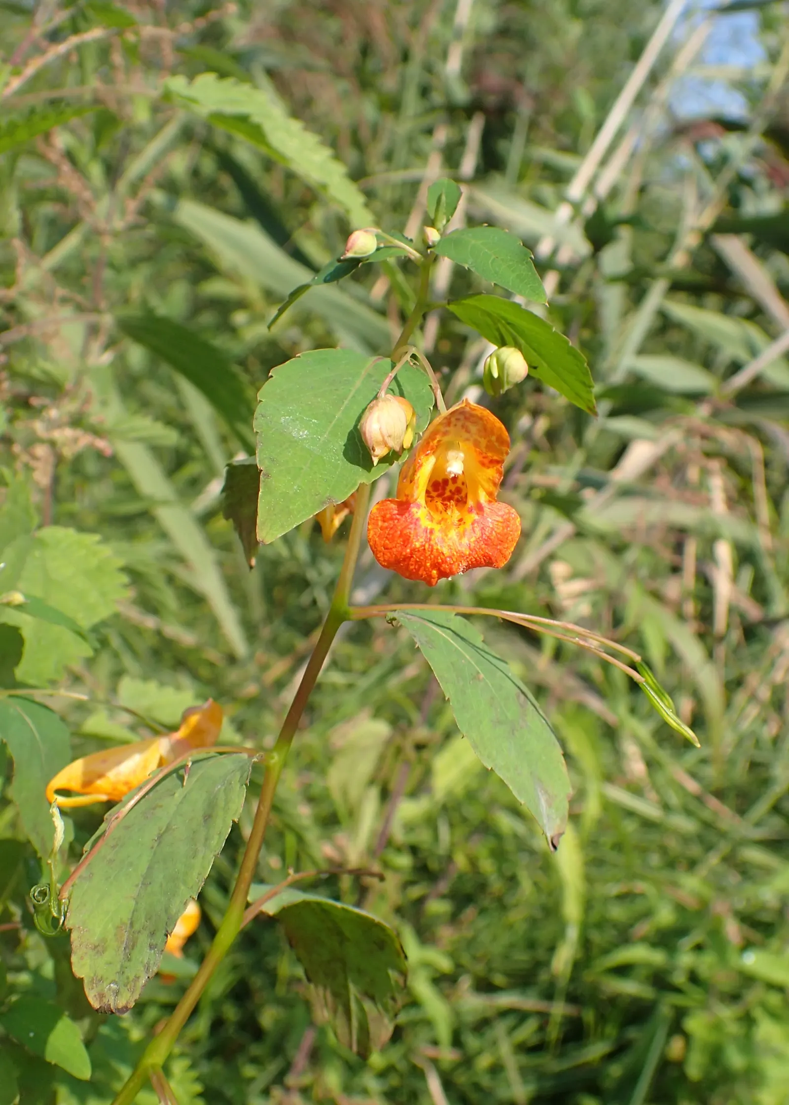 Jewelweed (Impatiens Capensis) — The flowers are roughly 1-inch in length and are a magnet for pollinators like hummingbirds and butterflies; it's, image 189