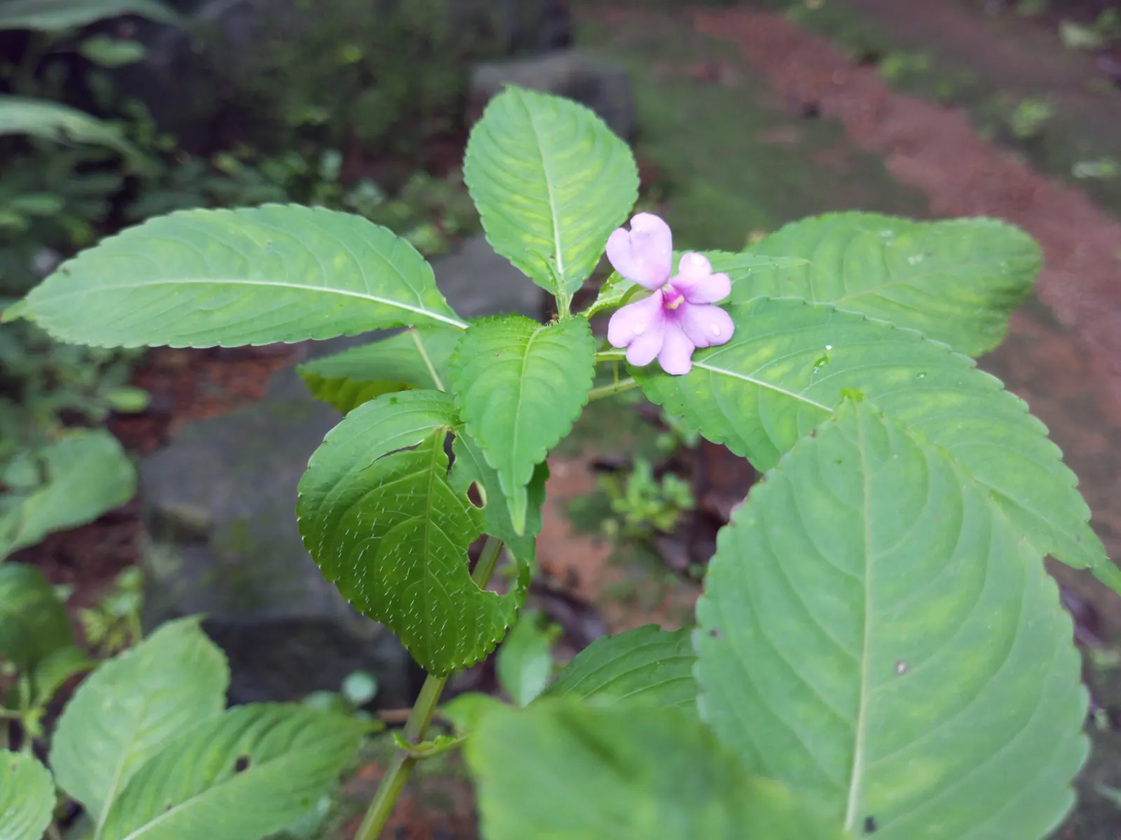 Jewelweed (Impatiens Capensis) — commonly referred to as Jewelweed or Orange Touch-Me-Not; offering not only aesthetic appeal but also serving as a, image 107