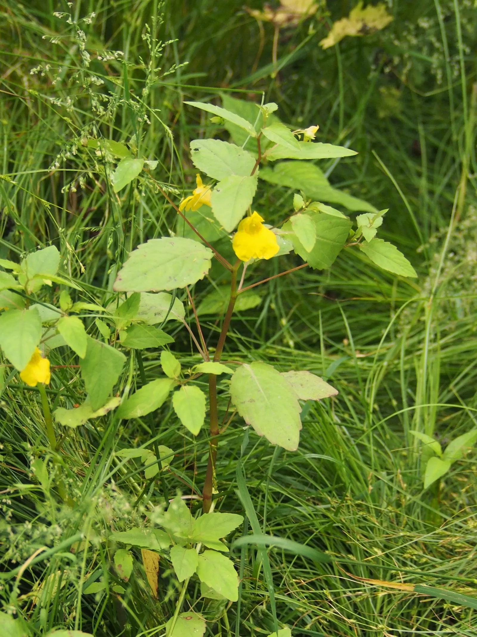 Jewelweed (Impatiens Capensis) — Another intriguing feature is its seed pods which burst open when touched; graces gardens with its vibrant, image 65