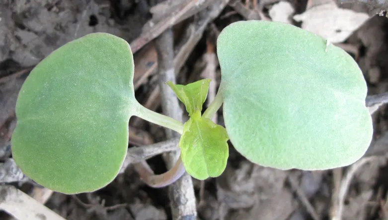 Jewelweed (Impatiens Capensis) — a characteristic that has earned it the nickname 'Touch-Me-Not.'<br><br>For landscape purposes; dispersing seeds, image 92