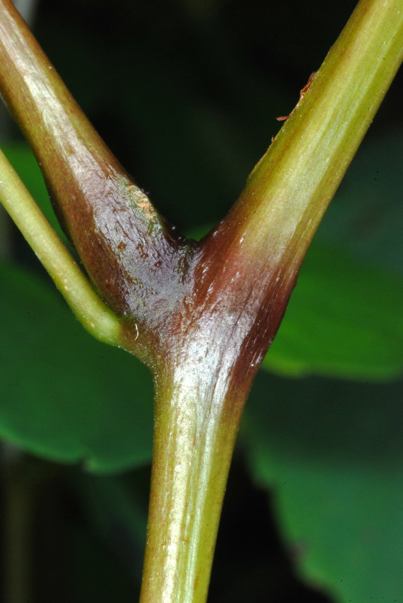 Jewelweed (Impatiens Capensis) — annual with orange blooms; another intriguing feature is its seed pods which burst open when touched, image 149
