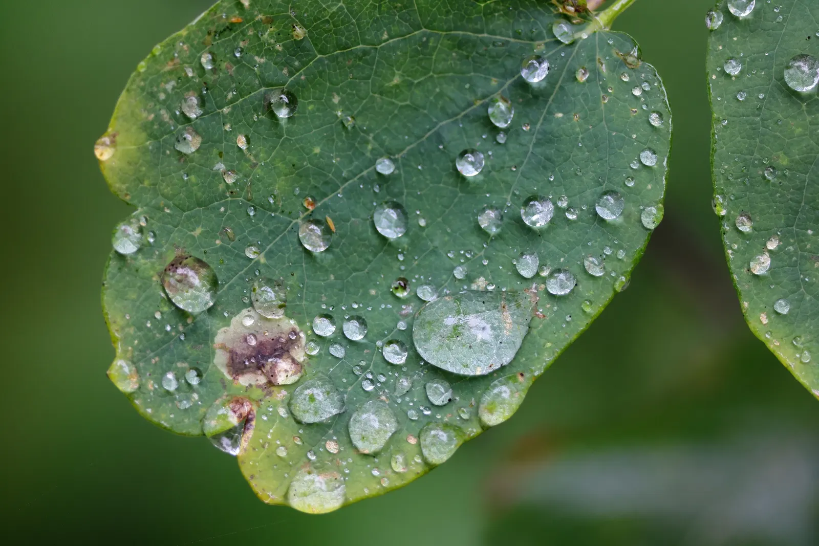 Jewelweed (Impatiens Capensis) — making it an excellent choice for wildlife gardens; commonly referred to as Jewelweed or Orange Touch-Me-Not, image 130