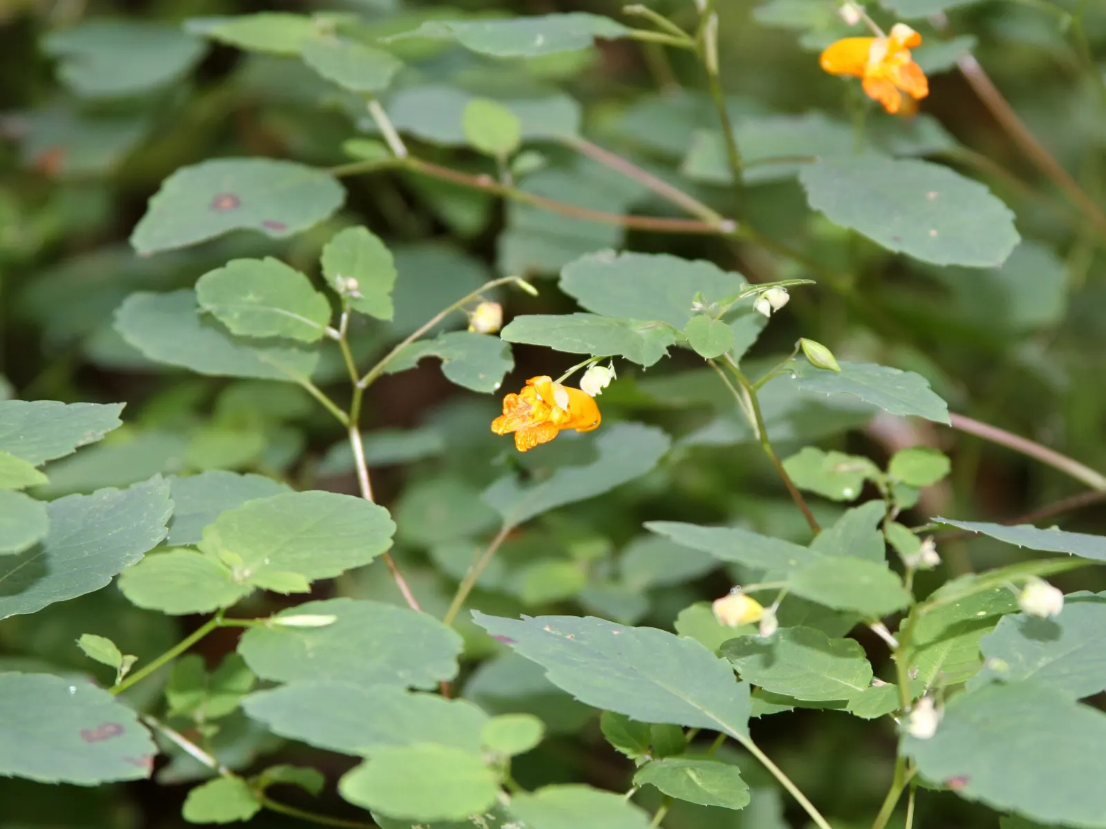 Jewelweed (Impatiens Capensis) — It's a self-seeding annual that can spread vigorously in favorable conditions; the flowers are roughly 1-inch in, image 81