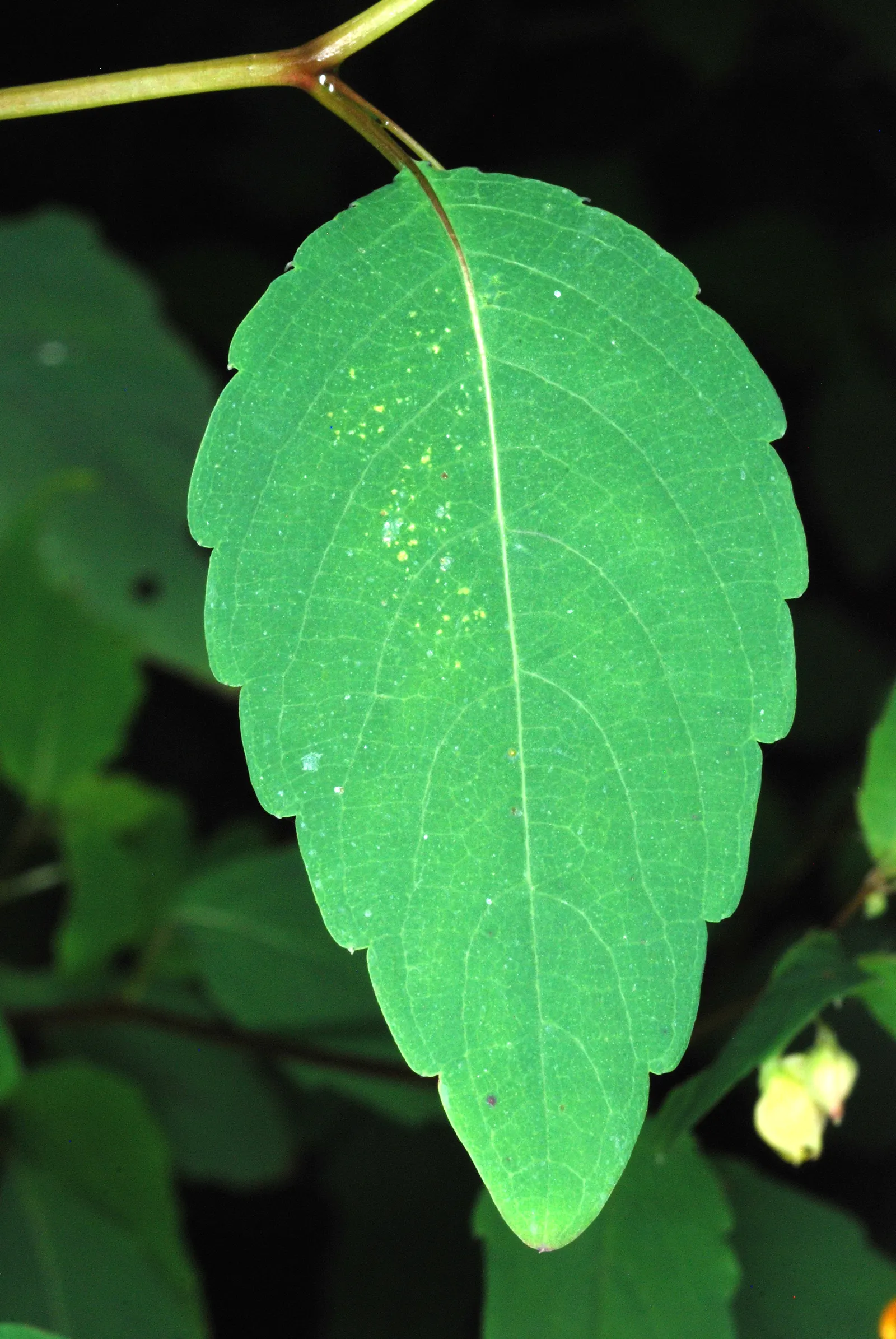Jewelweed (Impatiens Capensis) — It's an excellent choice for naturalized areas; its natural habitat includes stream banks and moist woodlands, image 145