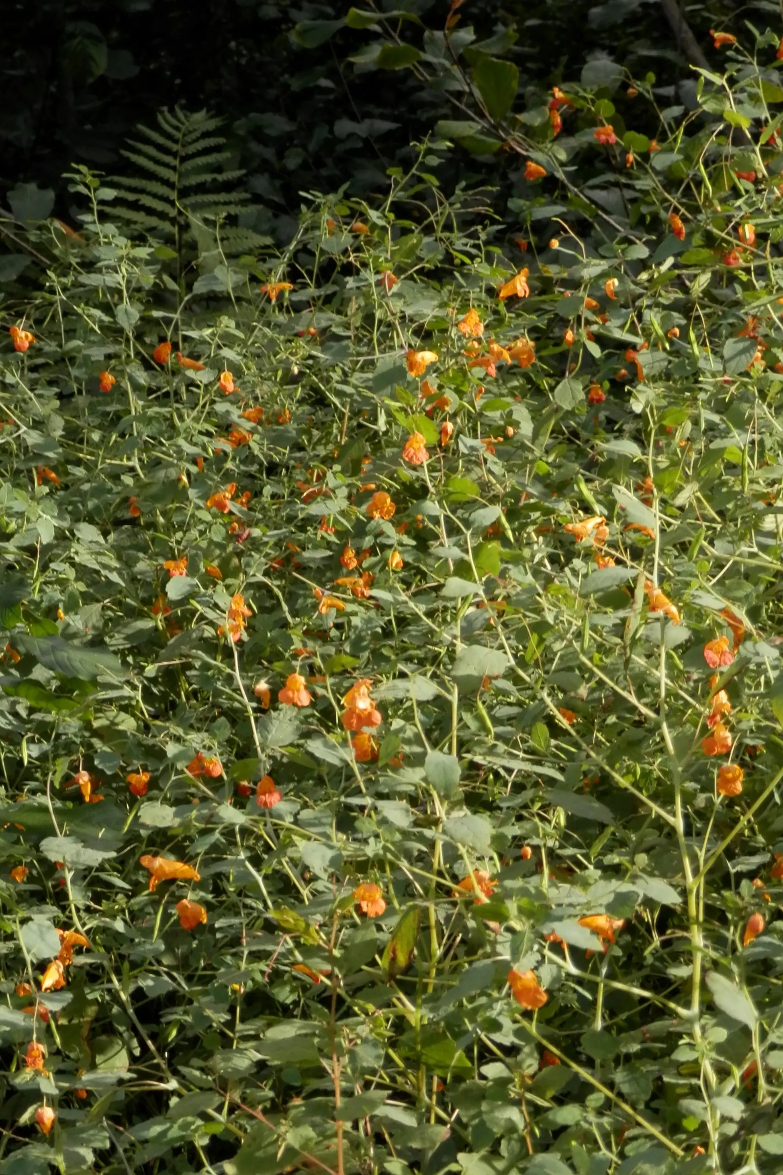 Jewelweed (Impatiens Capensis) — is a North American native annual plant that can be a delightful addition to your landscape; this North American, image 58