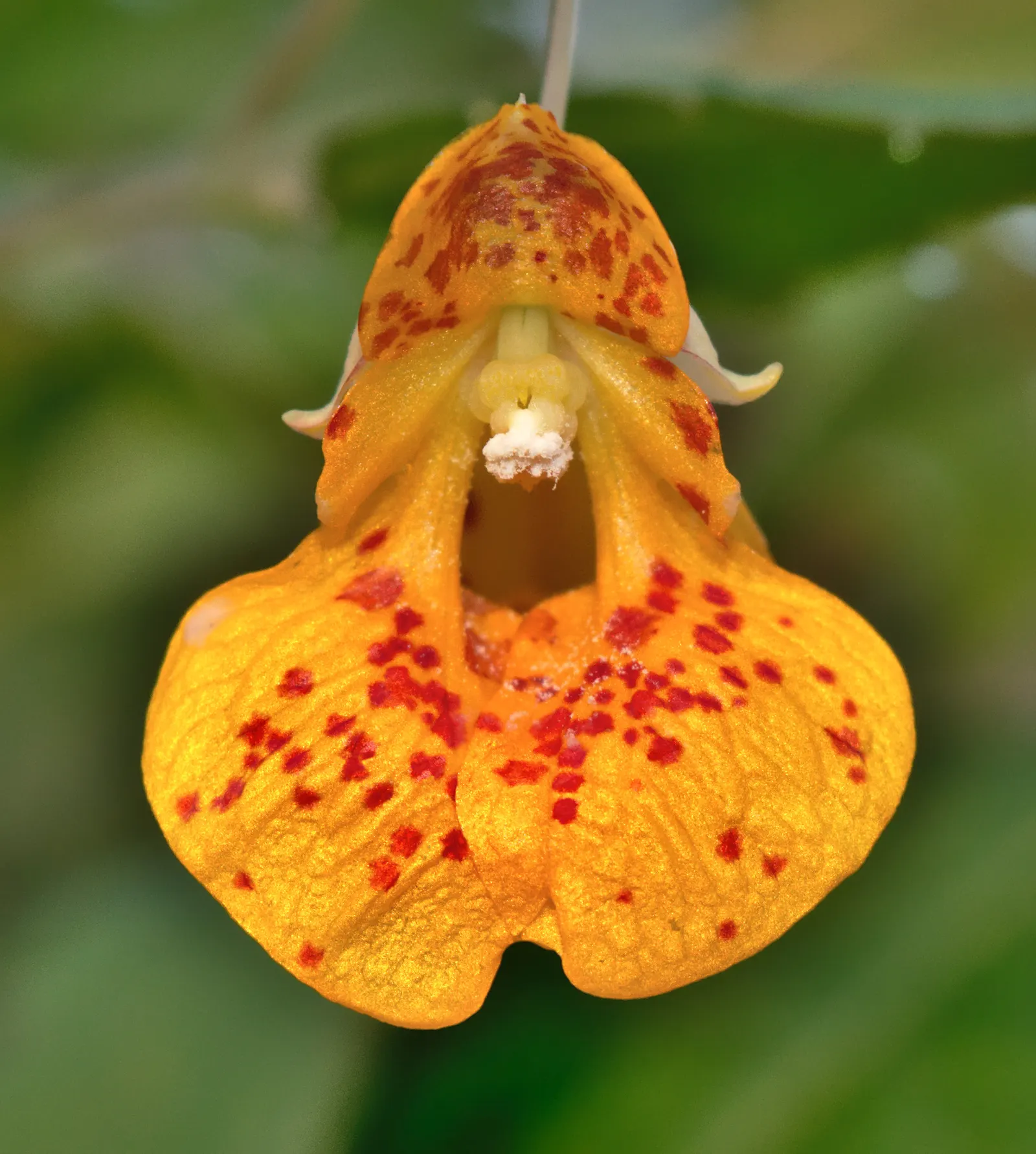 Jewelweed (Impatiens Capensis) — annual for half or shade; which adds a functional aspect to its presence in a garden setting, image 175