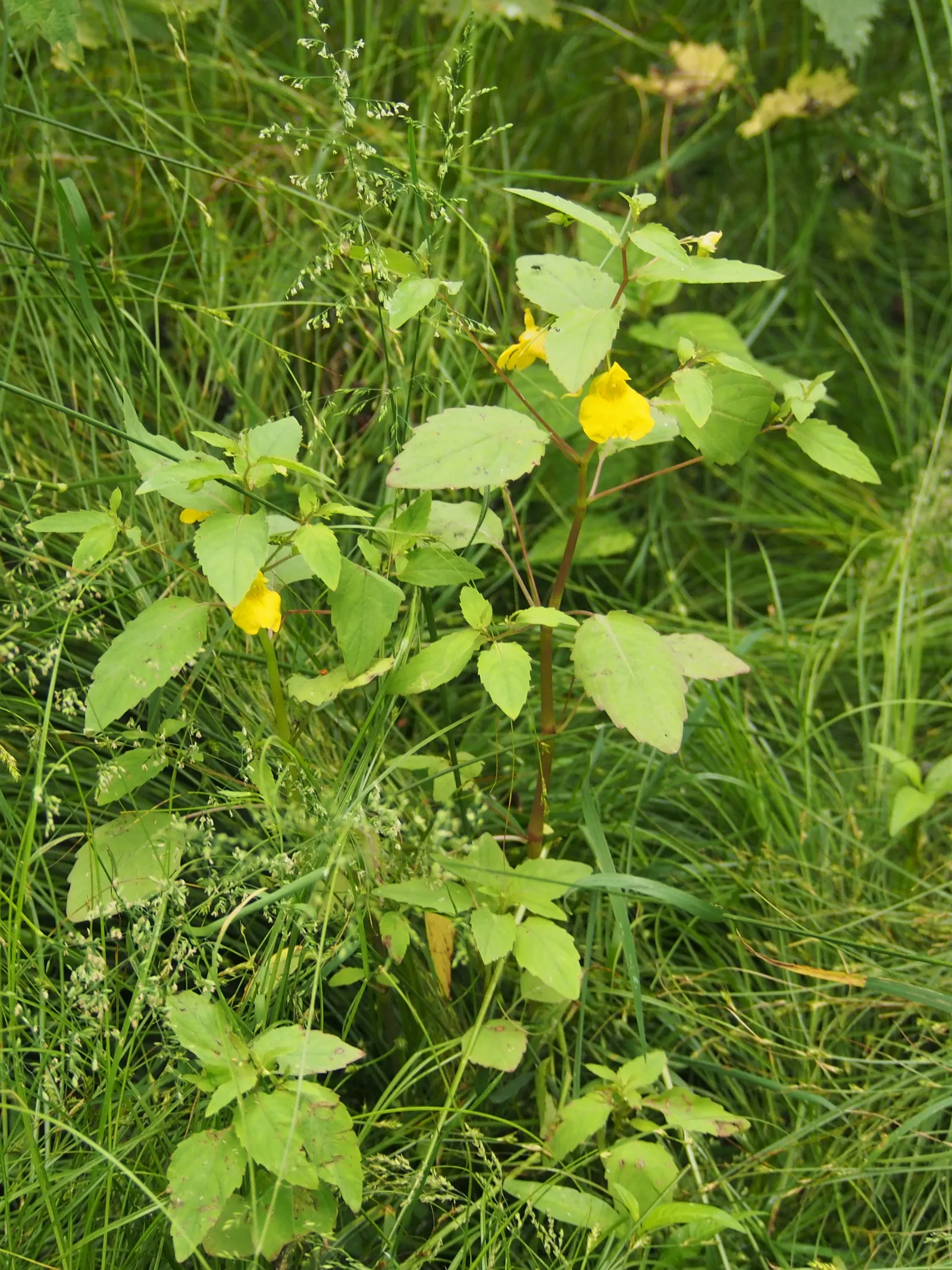Jewelweed (Impatiens Capensis) — orange flowers in the garden; is a North American native annual plant that can be a delightful addition to your, image 98