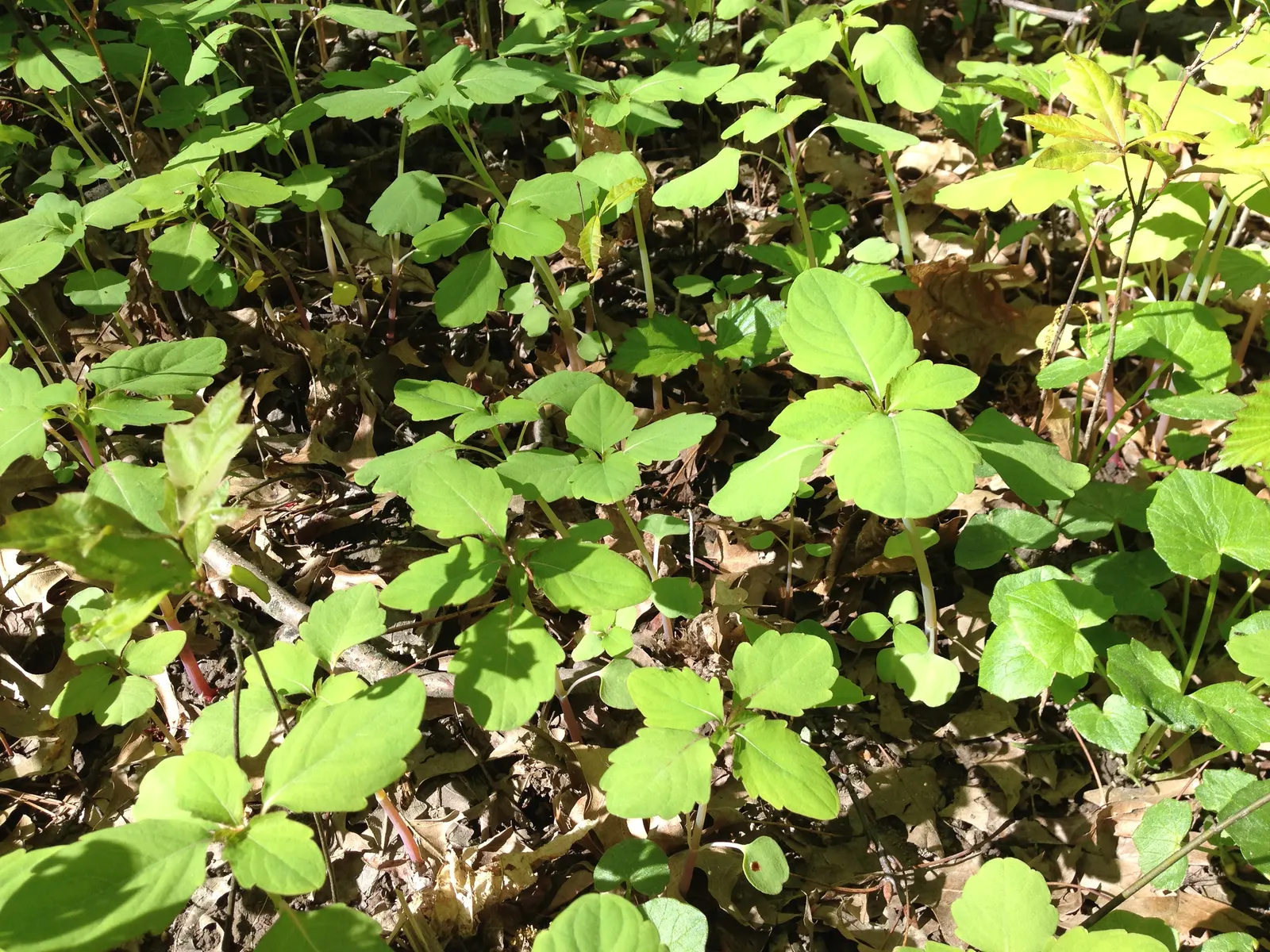 Jewelweed (Impatiens Capensis) — Its succulent stems and trumpet-shaped blooms attract hummingbirds and butterflies