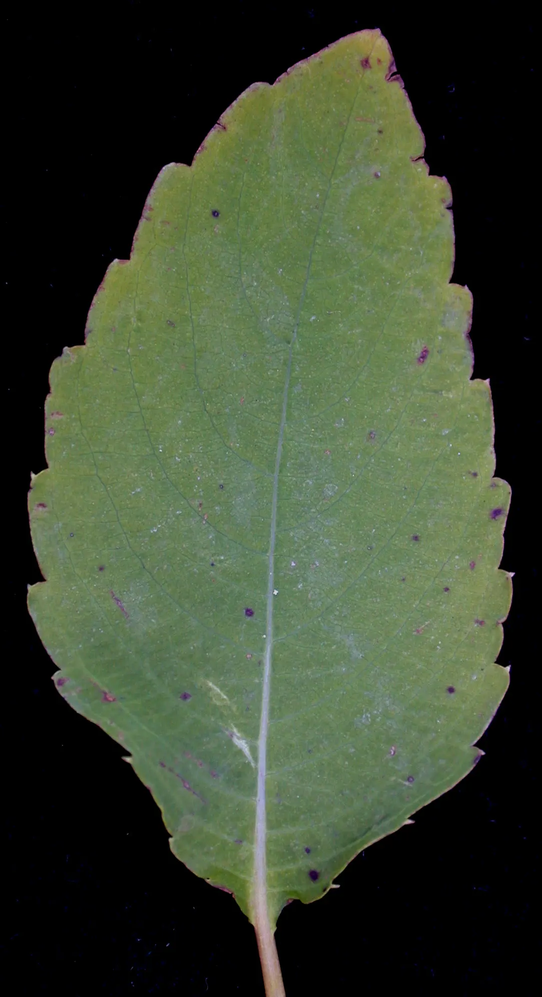 Jewelweed (Impatiens Capensis) — dispersing seeds up to several feet away
