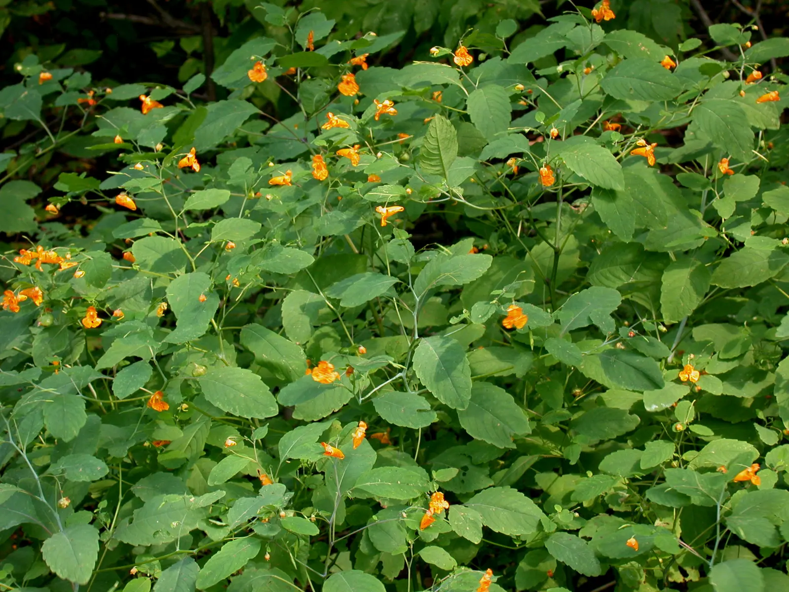 Jewelweed (Impatiens Capensis) — graces gardens with its vibrant orange-yellow flowers speckled with reddish-brown; it thrives in hardiness zones 2, image 52