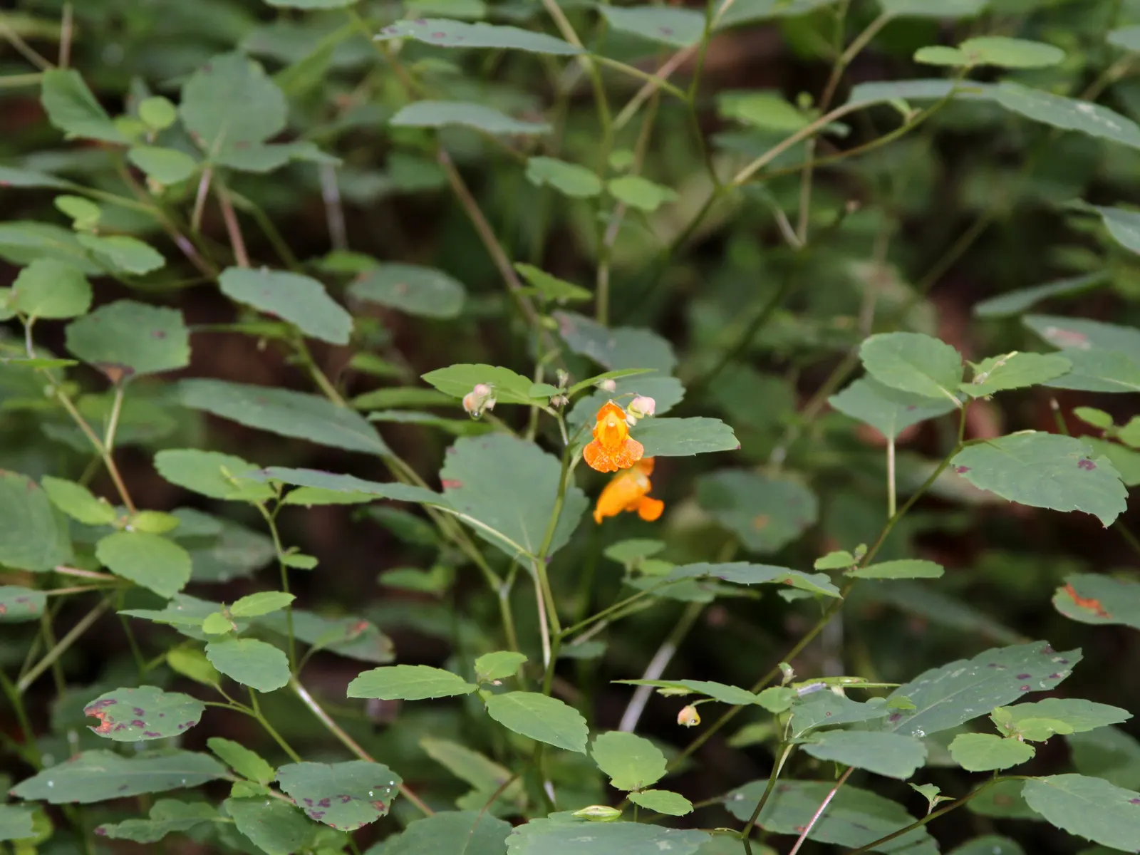 Jewelweed (Impatiens Capensis) — This plant typically reaches a height of 2 to 5 feet and spreads about 1.5 to 2 feet wide