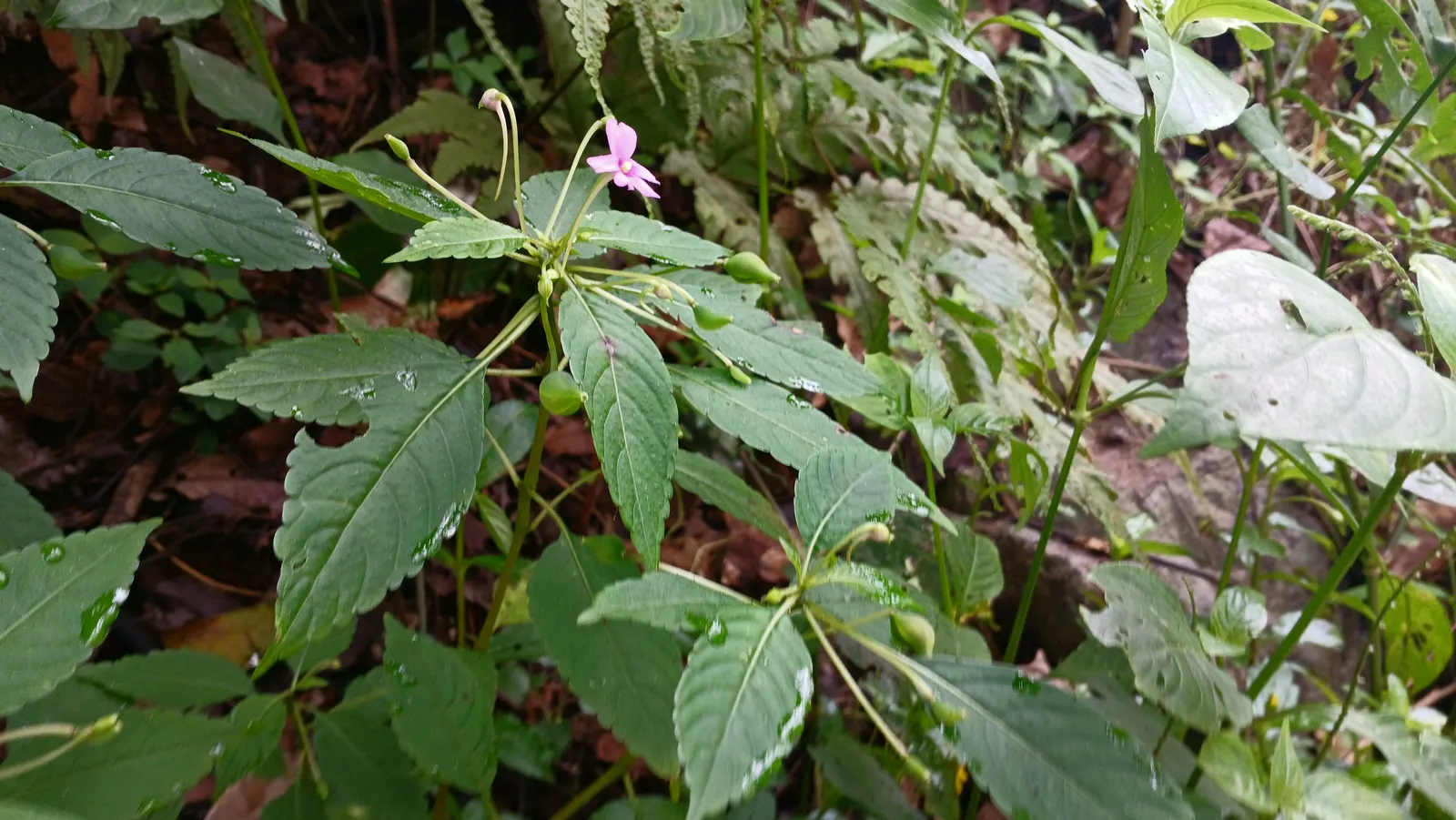 Jewelweed (Impatiens Capensis) — It's an excellent choice for naturalized areas; its natural habitat includes stream banks and moist woodlands, image 70