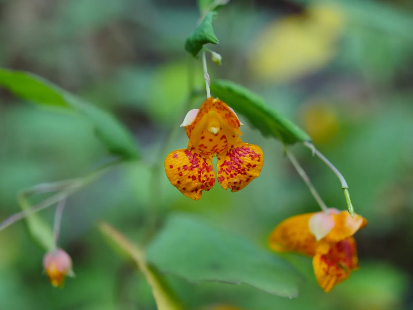Jewelweed (Impatiens Capensis) — particularly in wet or shady areas; this plant typically reaches a height of 2 to 5 feet and spreads about 1.5 to, image 109