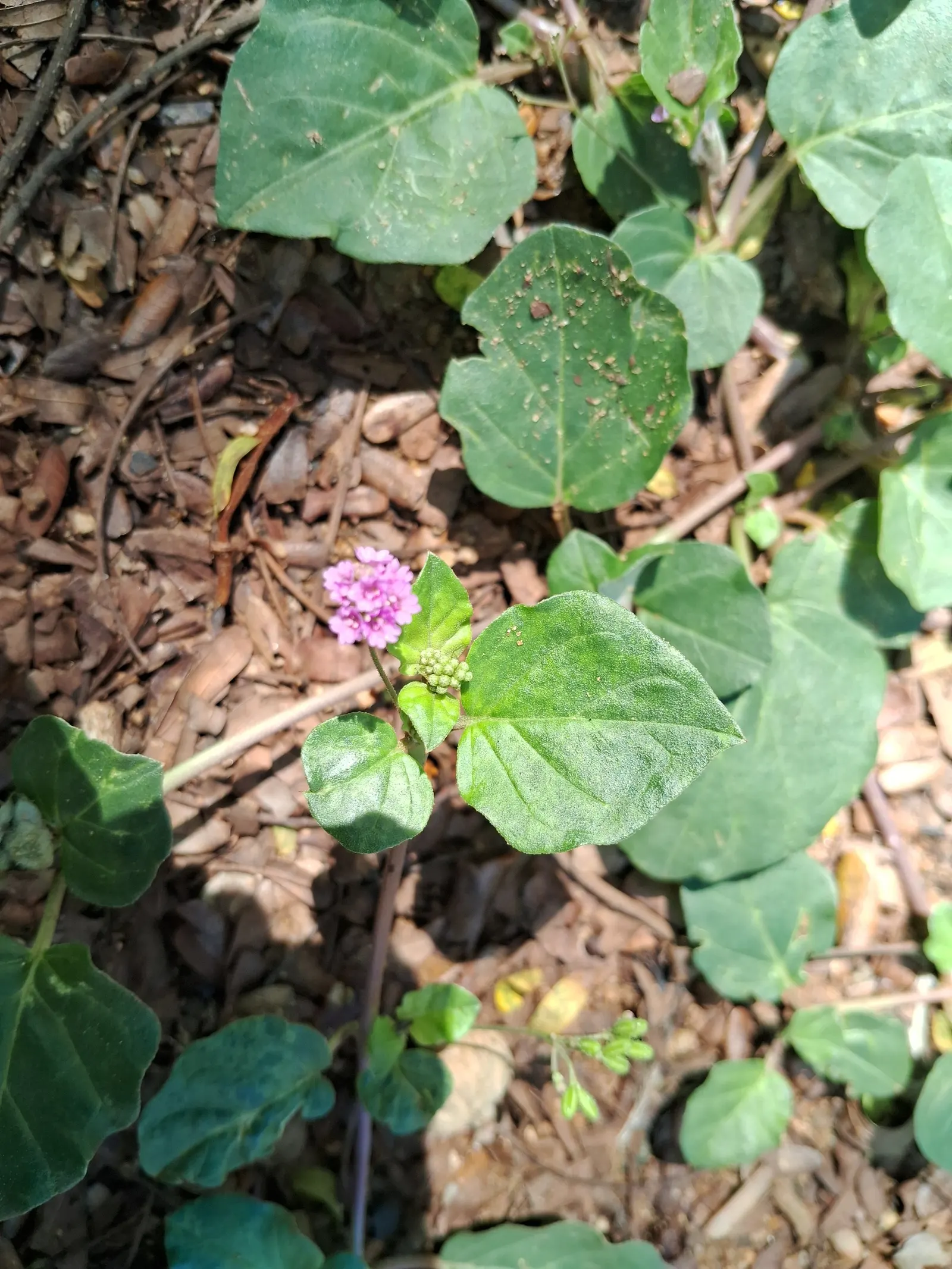 Jewelweed (Impatiens Capensis) — orange flowers in the garden