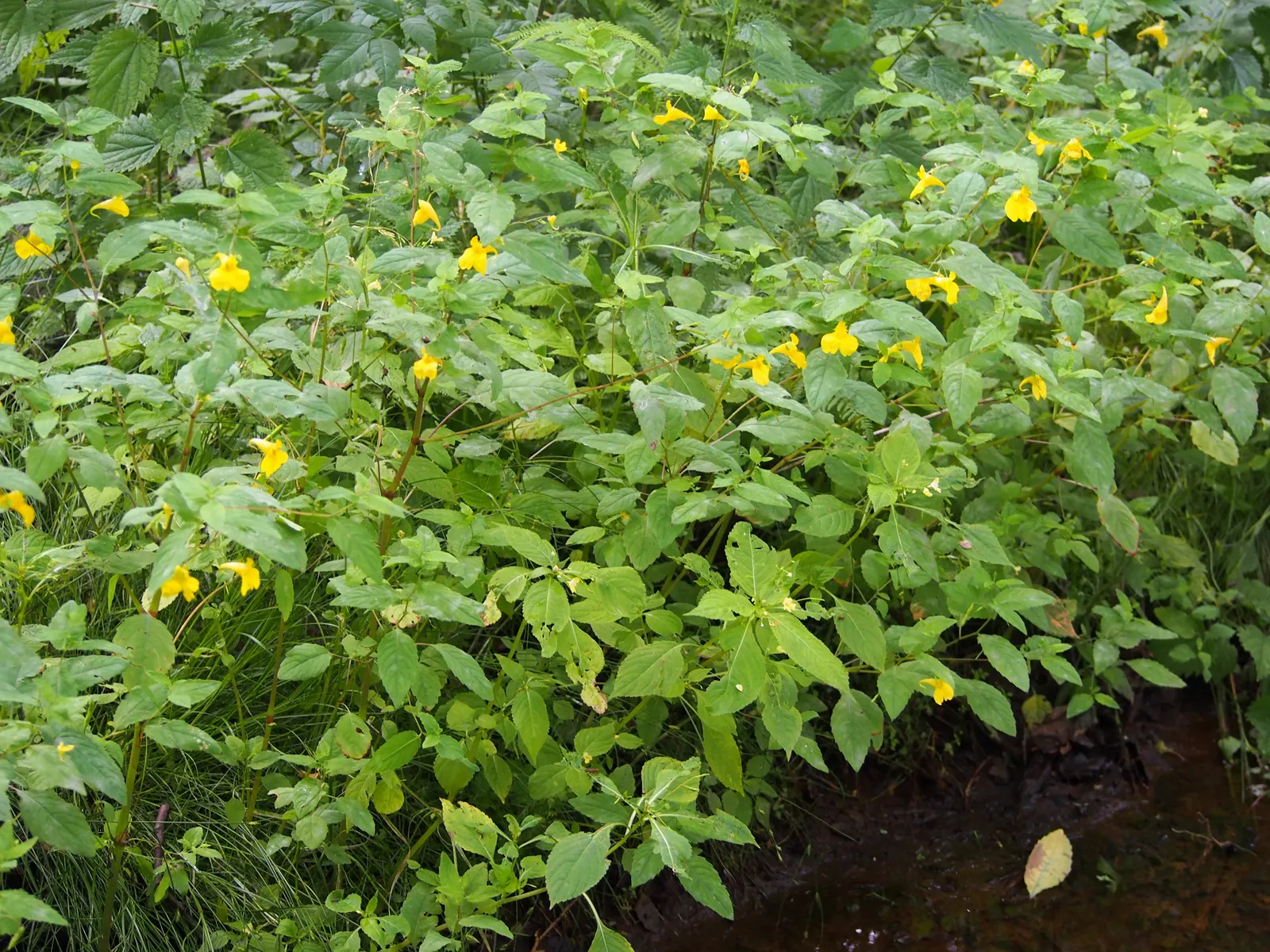 Jewelweed (Impatiens Capensis) — Its natural habitat includes stream banks and moist woodlands