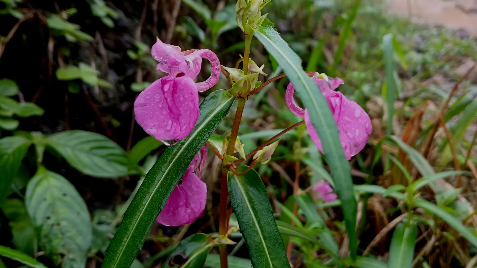 Jewelweed (Impatiens Capensis) — it's important to note that Jewelweed prefers partial to full shade and consistently damp soil; orange flowers in, image 193