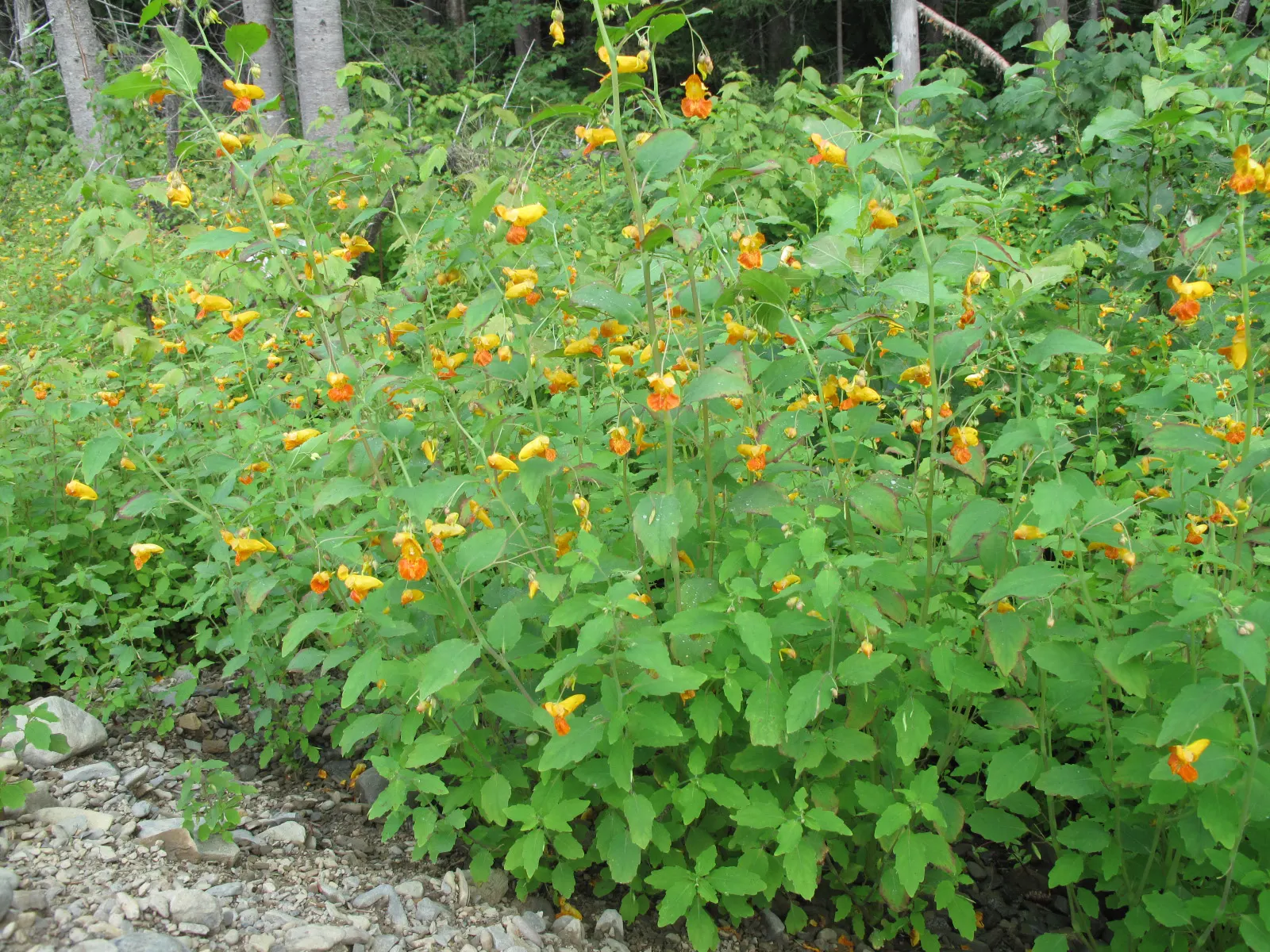 Jewelweed (Impatiens Capensis) — It's an excellent choice for naturalized areas; its natural habitat includes stream banks and moist woodlands, image 195
