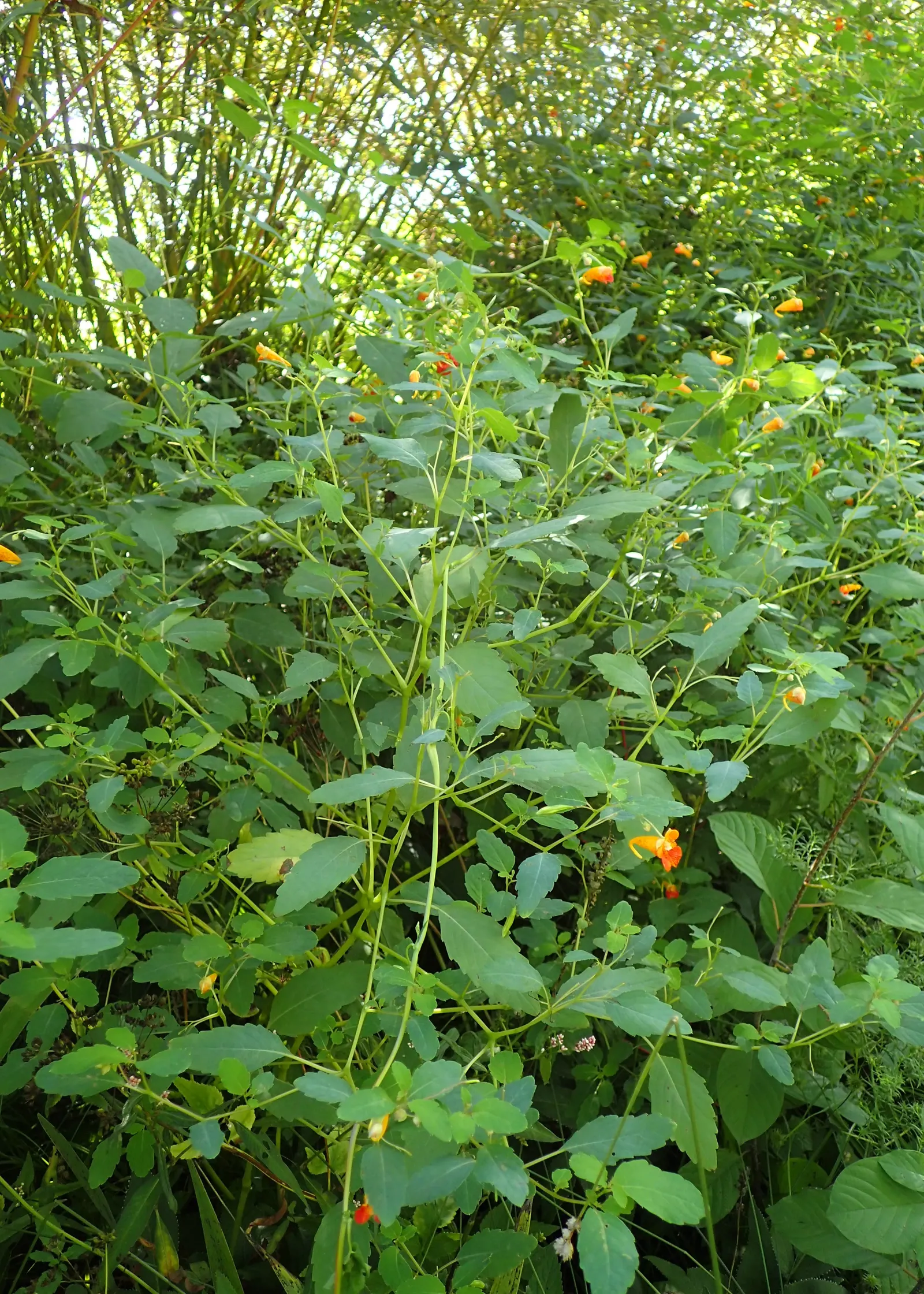 Jewelweed (Impatiens Capensis) — displaying trumpet-shaped flowers with a vibrant orange color speckled with red or brown spots, image 163