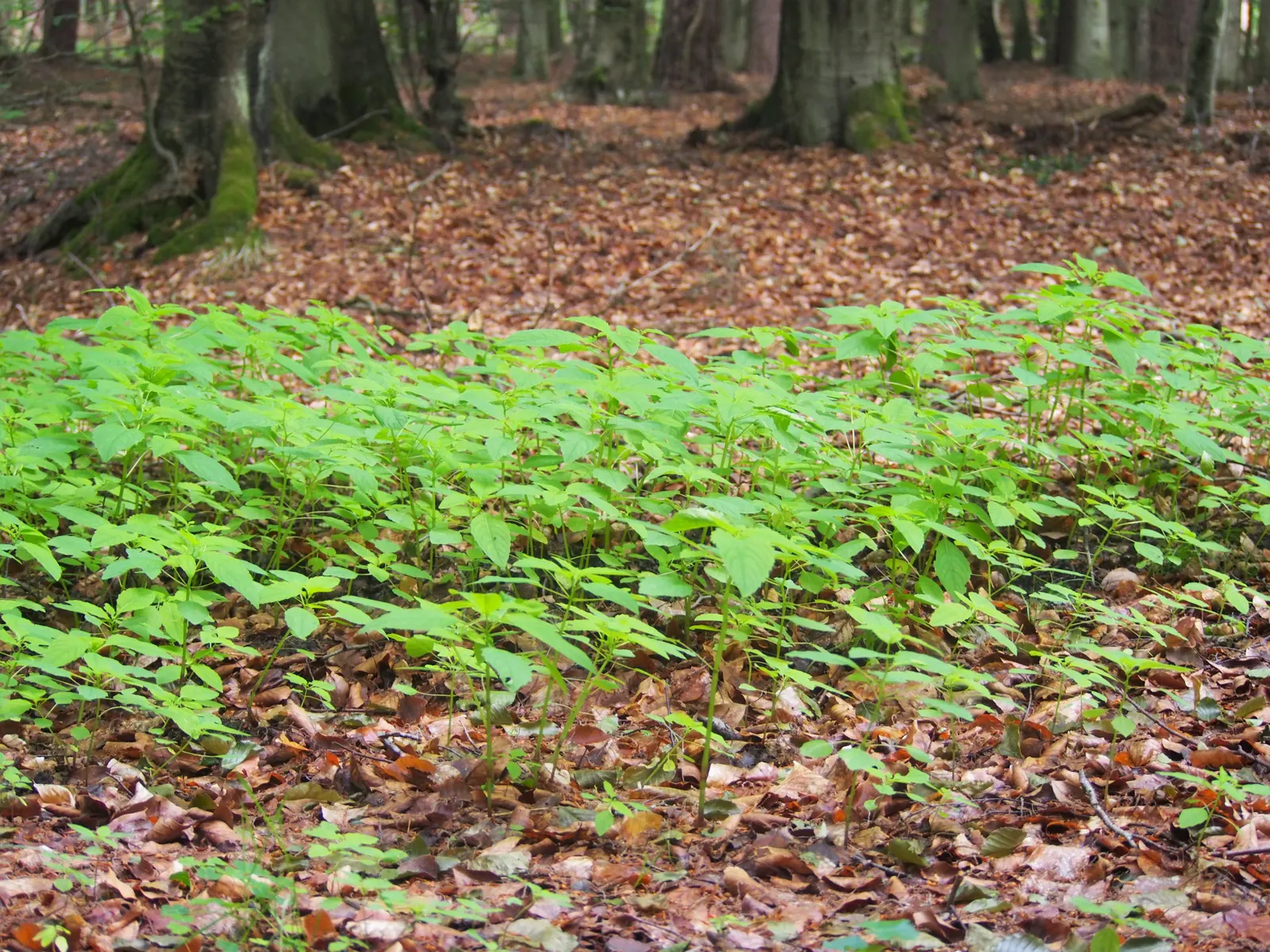 Jewelweed (Impatiens Capensis) — It's a self-seeding annual that can spread vigorously in favorable conditions; the flowers are roughly 1-inch in, image 156