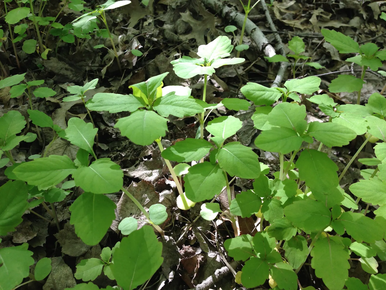 Jewelweed (Impatiens Capensis) — It's a self-seeding annual that can spread vigorously in favorable conditions; the flowers are roughly 1-inch in, image 131