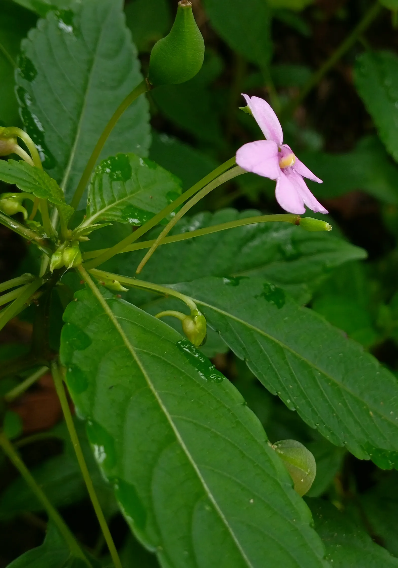 Jewelweed (Impatiens Capensis) — It's a self-seeding annual that can spread vigorously in favorable conditions; the flowers are roughly 1-inch in length and
