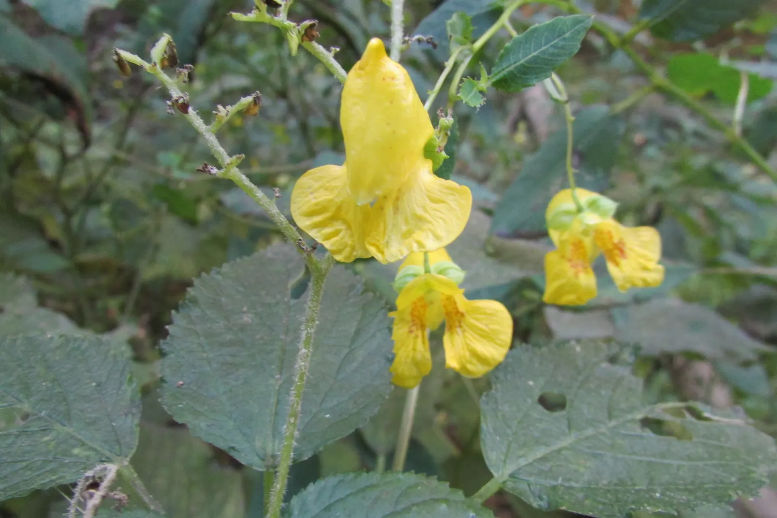 Jewelweed (Impatiens Capensis) — graces gardens with its vibrant orange-yellow flowers speckled with reddish-brown; it thrives in hardiness zones 2, image 127