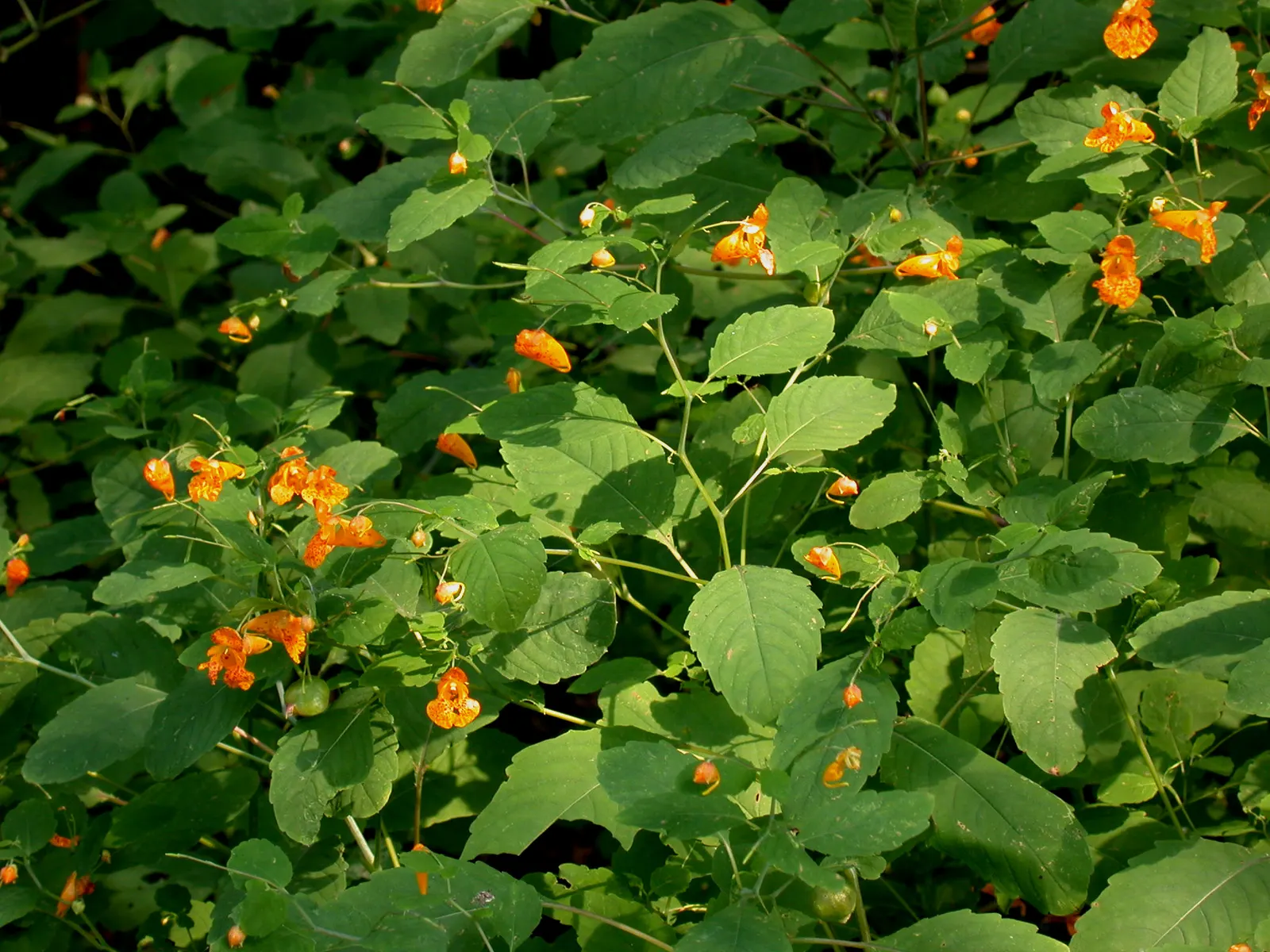 Jewelweed (Impatiens Capensis) — orange flowers in the garden; is a North American native annual plant that can be a delightful addition to your, image 148