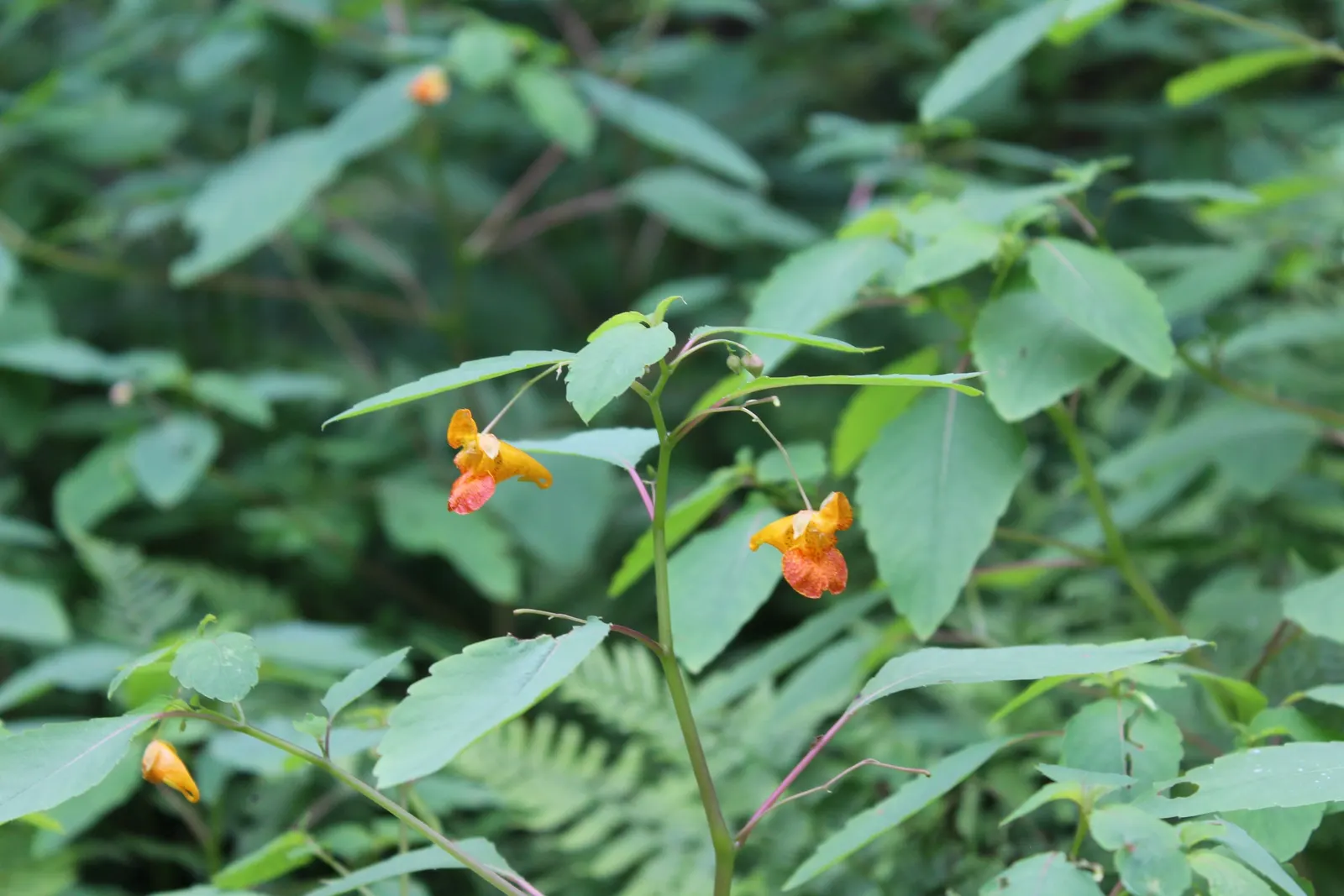 Jewelweed (Impatiens Capensis) — offering not only aesthetic appeal but also serving as a natural remedy for skin irritations; but is adaptable and can