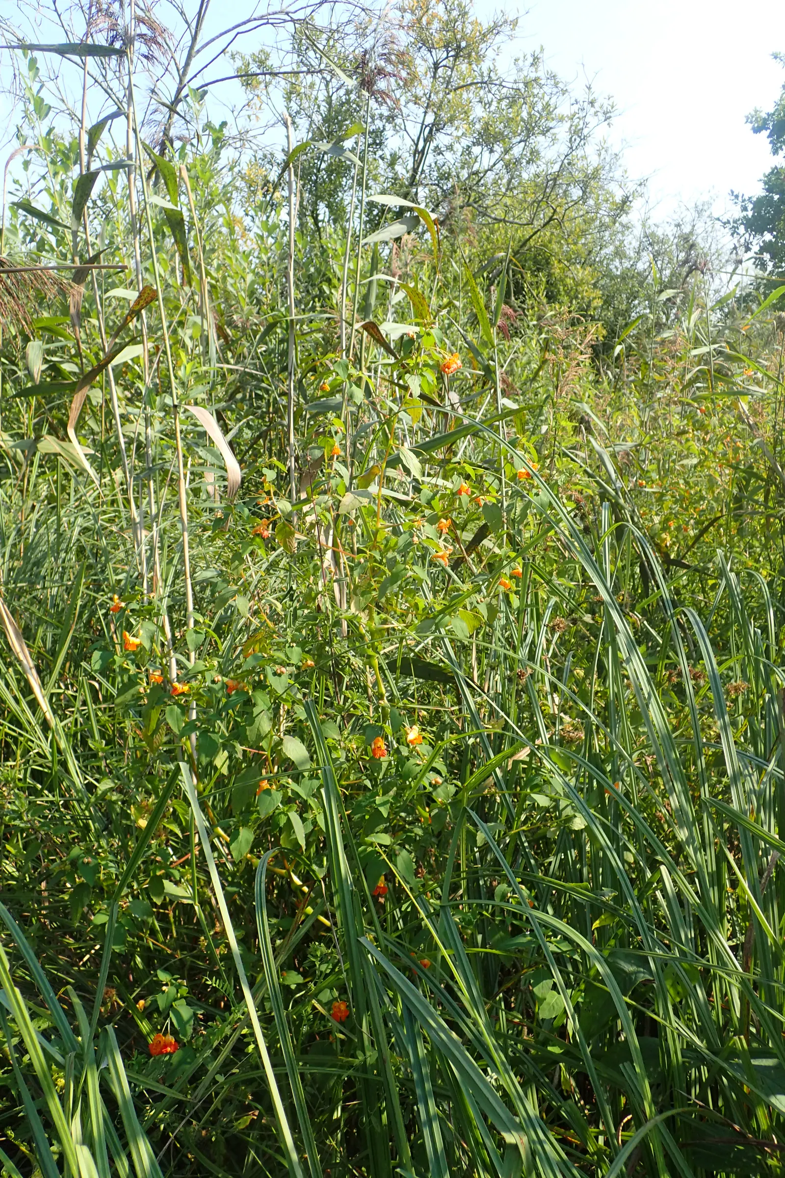 Jewelweed (Impatiens Capensis) — which adds a functional aspect to its presence in a garden setting; also known as Touch-Me-Not, image 172