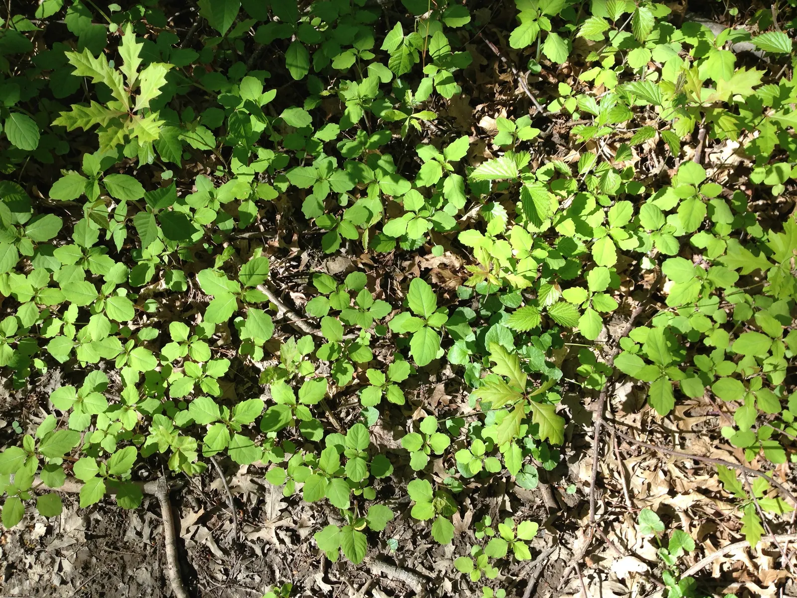 Jewelweed (Impatiens Capensis) — a characteristic that has earned it the nickname 'Touch-Me-Not.'<br><br>For landscape purposes; dispersing seeds, image 117