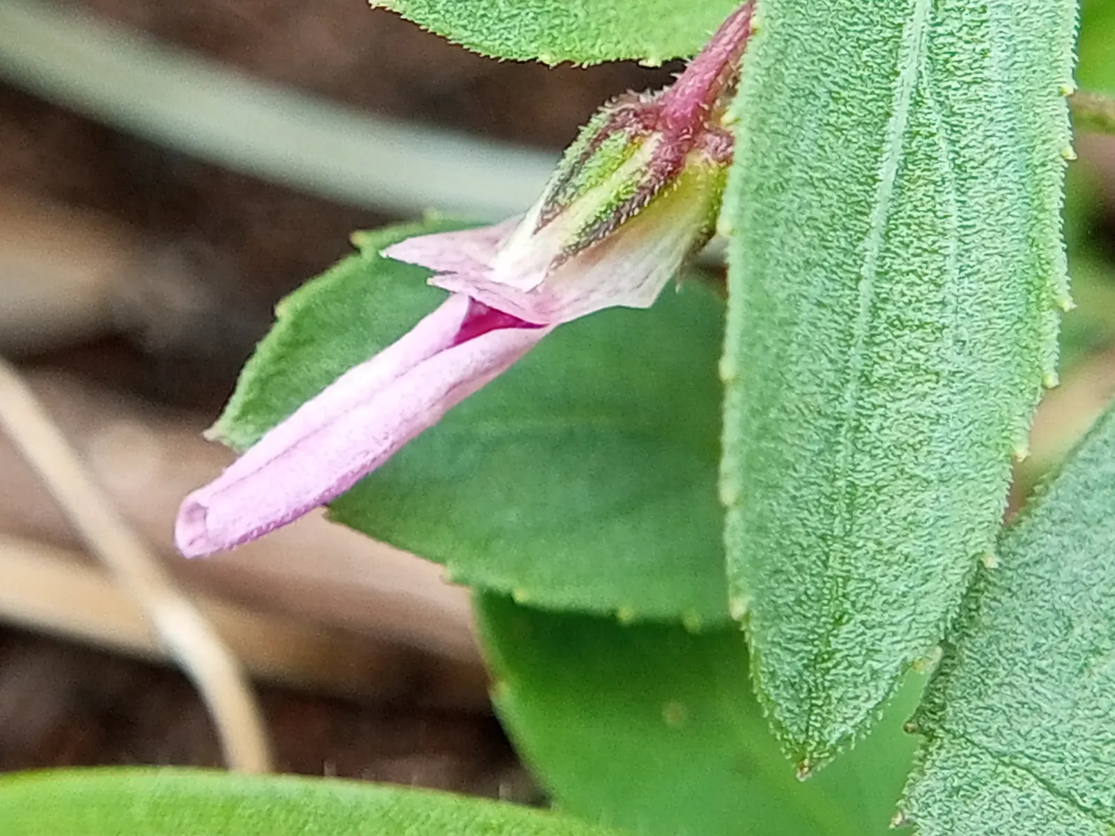 Jewelweed (Impatiens Capensis) — a characteristic that has earned it the nickname 'Touch-Me-Not.'<br><br>For landscape purposes; dispersing seeds, image 67