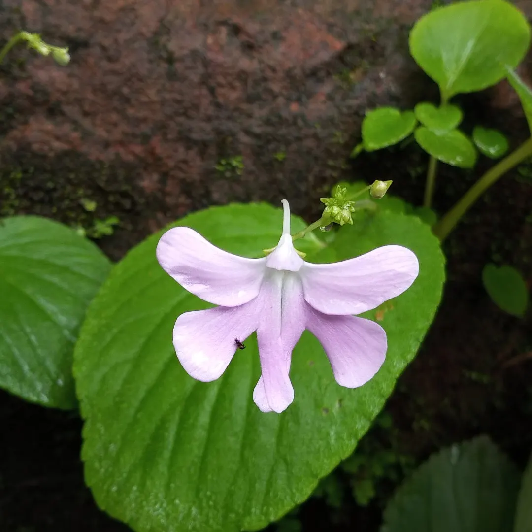 Jewelweed (Impatiens Capensis) — it's important to note that Jewelweed prefers partial to full shade and consistently damp soil; orange flowers in, image 93