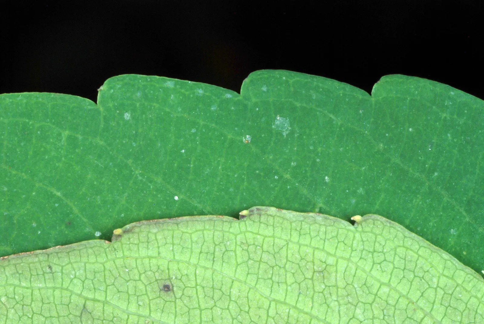 Jewelweed (Impatiens Capensis) — but is adaptable and can tolerate a variety of soil types; making it an excellent choice for wildlife gardens, image 194