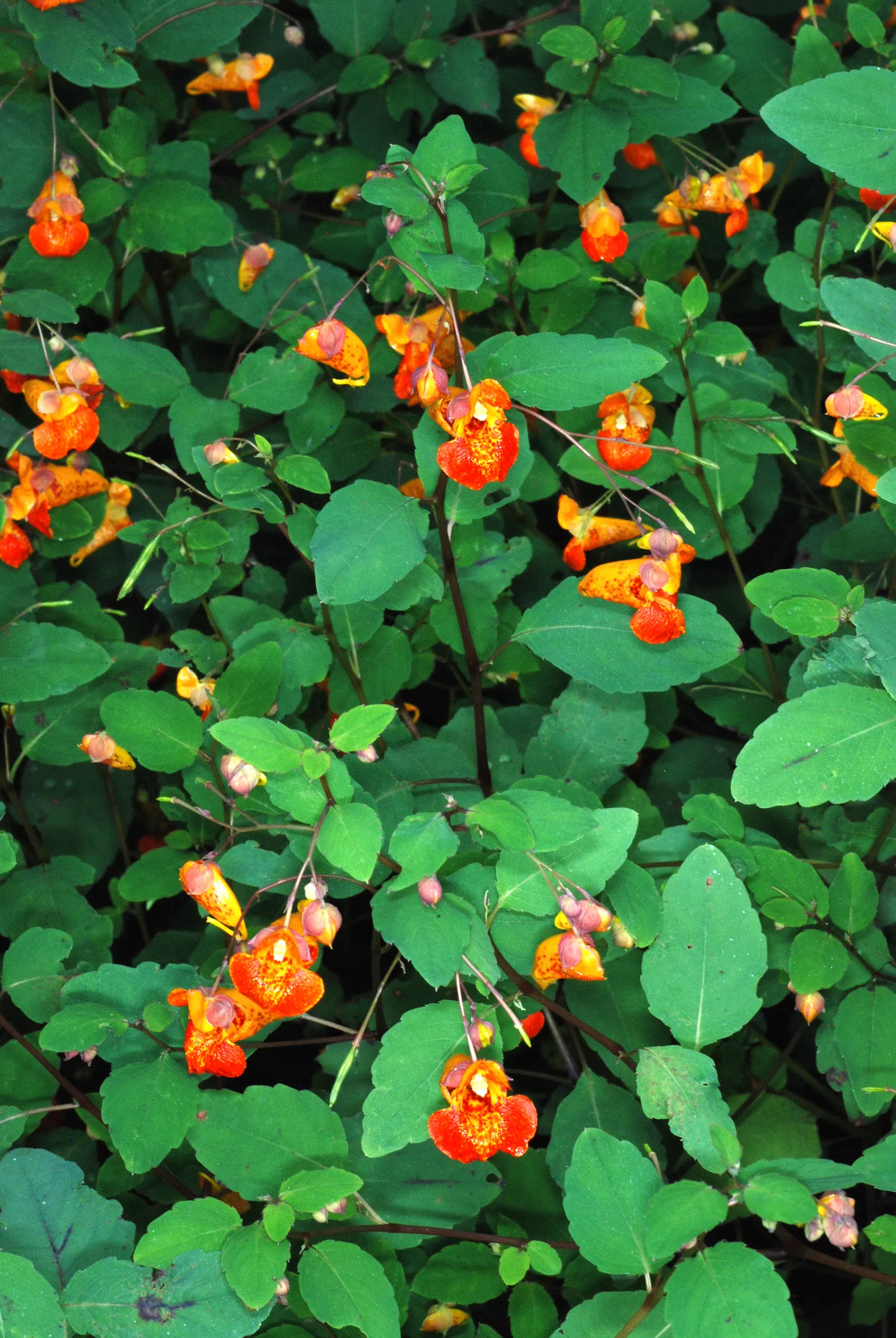 Jewelweed (Impatiens Capensis) — commonly referred to as Jewelweed or Orange Touch-Me-Not; offering not only aesthetic appeal but also serving as a natural