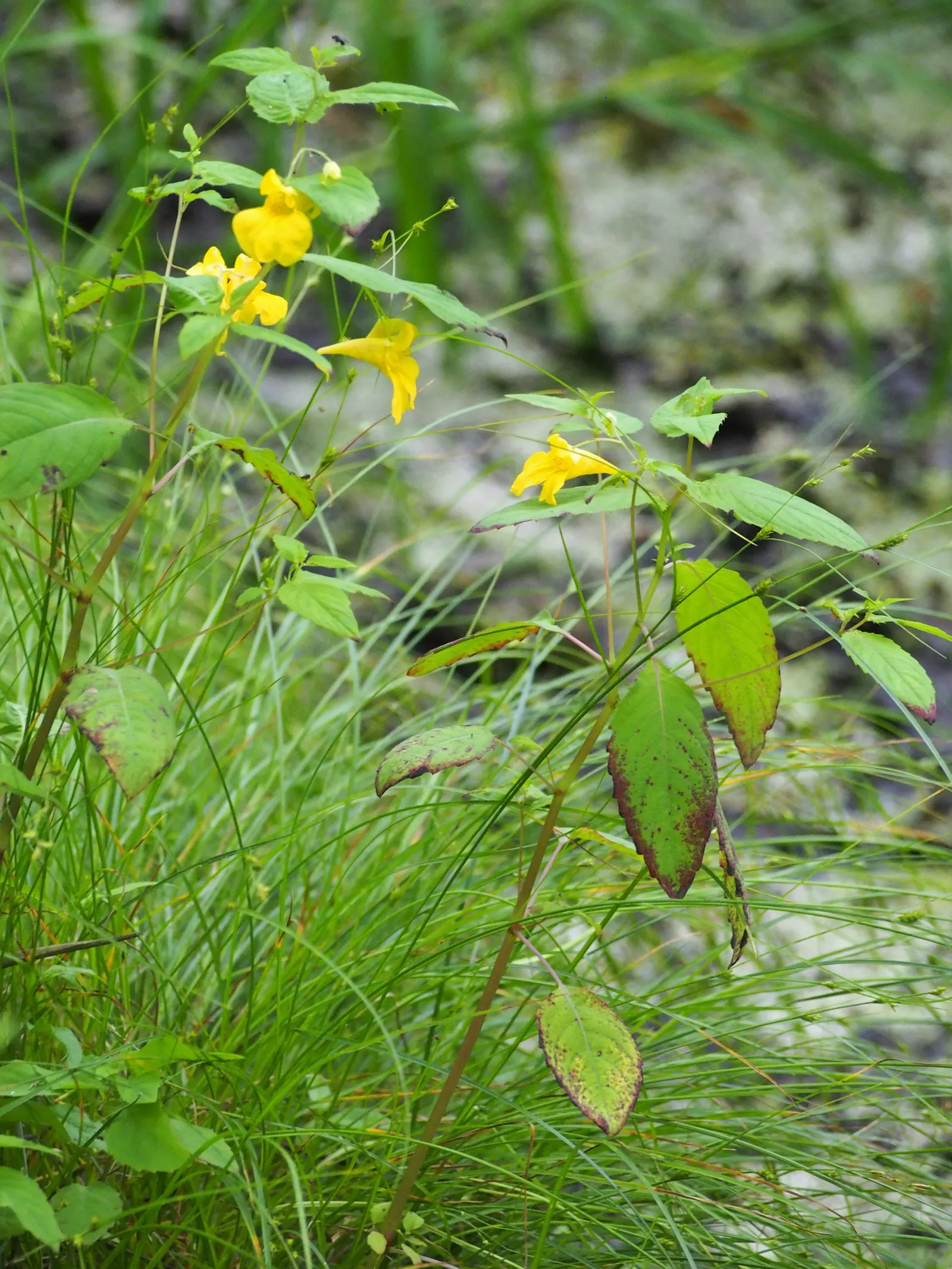 Jewelweed (Impatiens Capensis) — but is adaptable and can tolerate a variety of soil types; making it an excellent choice for wildlife gardens, image 119