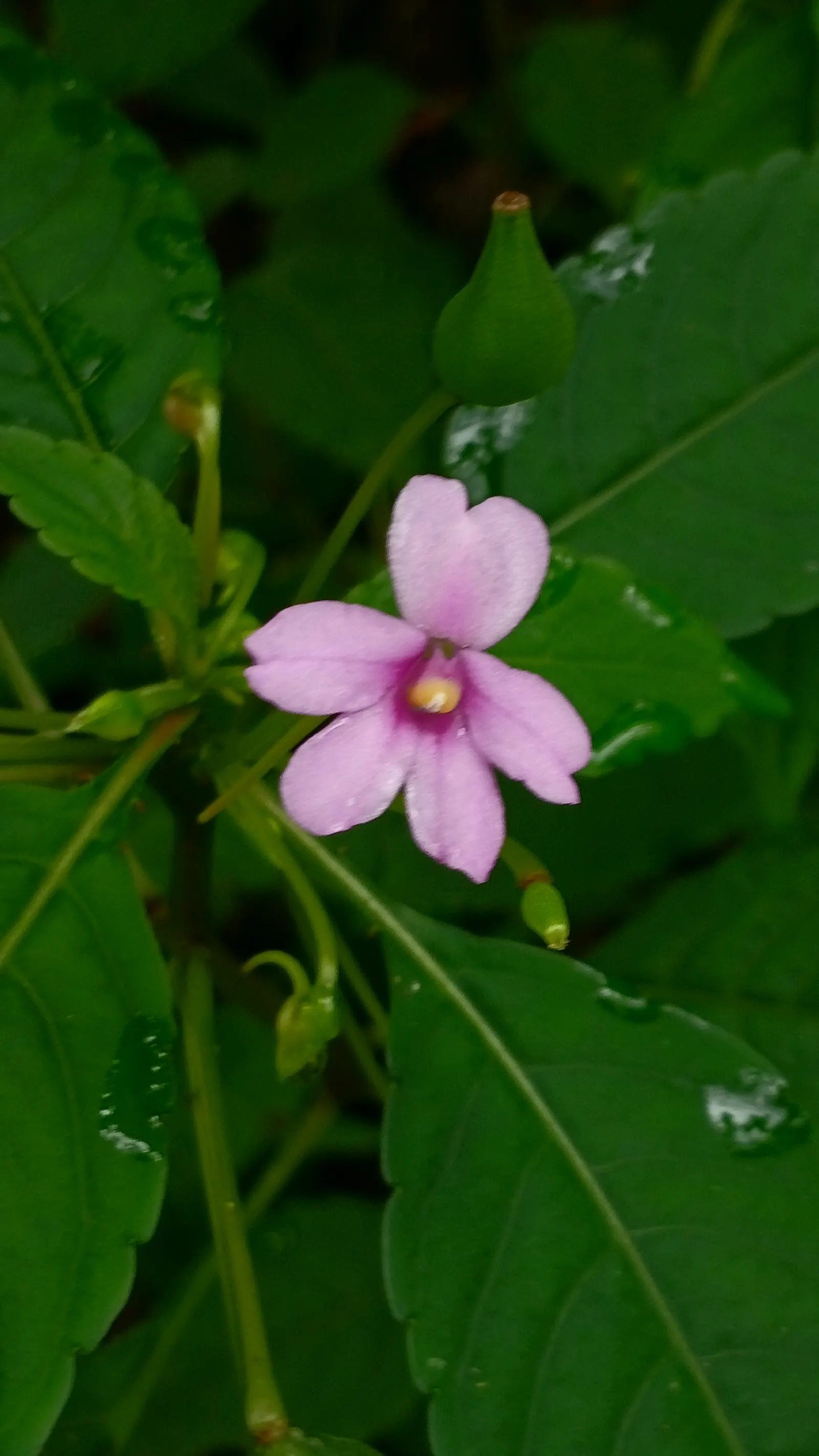 Jewelweed (Impatiens Capensis) — but is adaptable and can tolerate a variety of soil types; making it an excellent choice for wildlife gardens, image 144