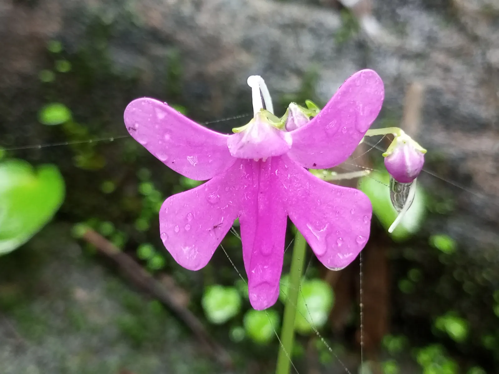 Jewelweed (Impatiens Capensis) — also known as Touch-Me-Not; its succulent stems and trumpet-shaped blooms attract hummingbirds and butterflies, image 126