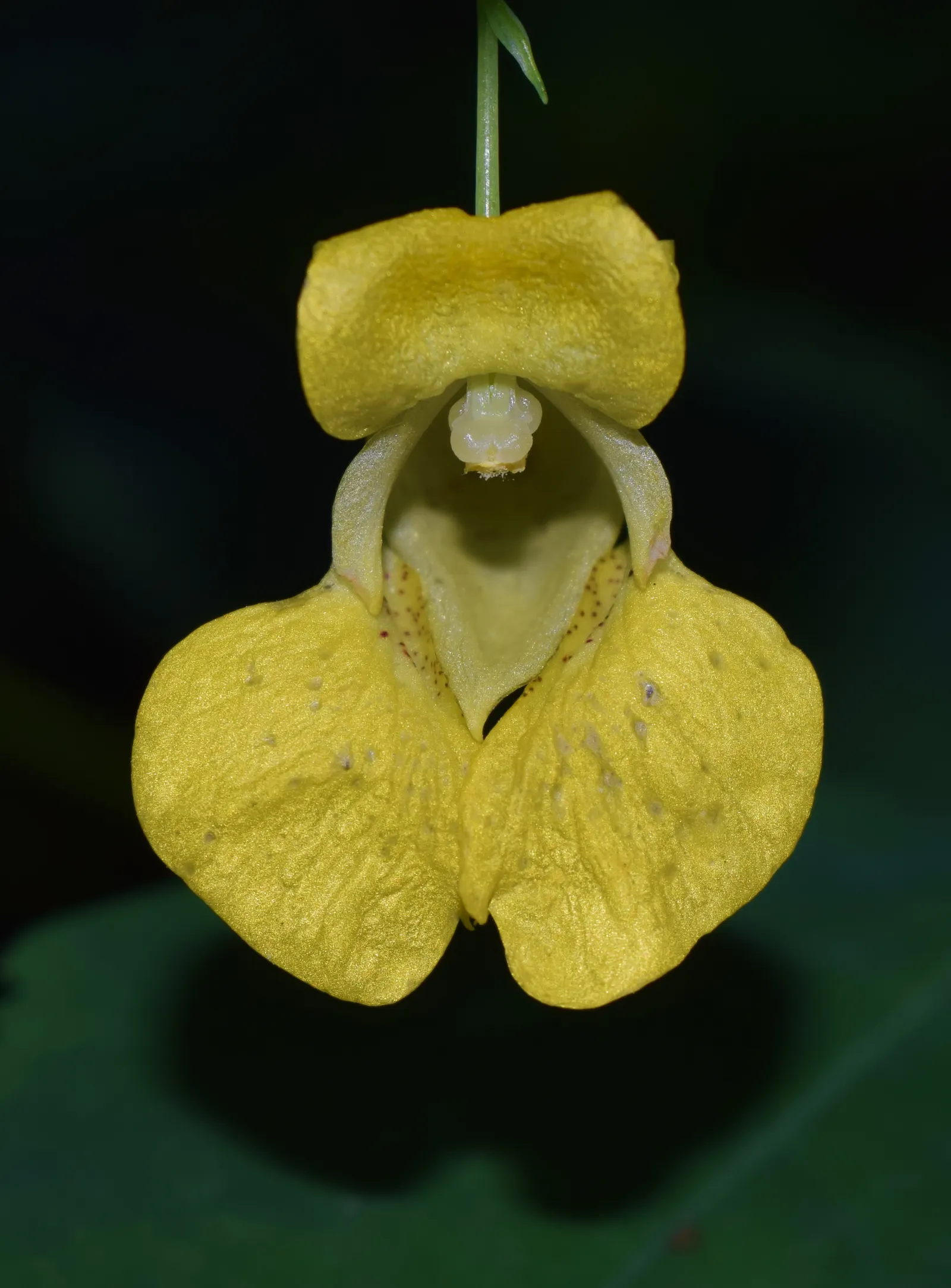 Jewelweed (Impatiens Capensis) — it's important to note that Jewelweed prefers partial to full shade and consistently damp soil; orange flowers in, image 143