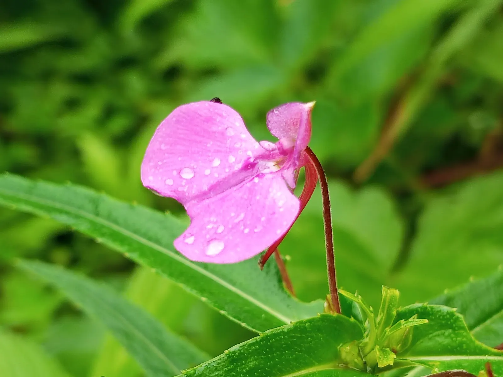 Jewelweed (Impatiens Capensis) — displaying trumpet-shaped flowers with a vibrant orange color speckled with red or brown spots, image 113