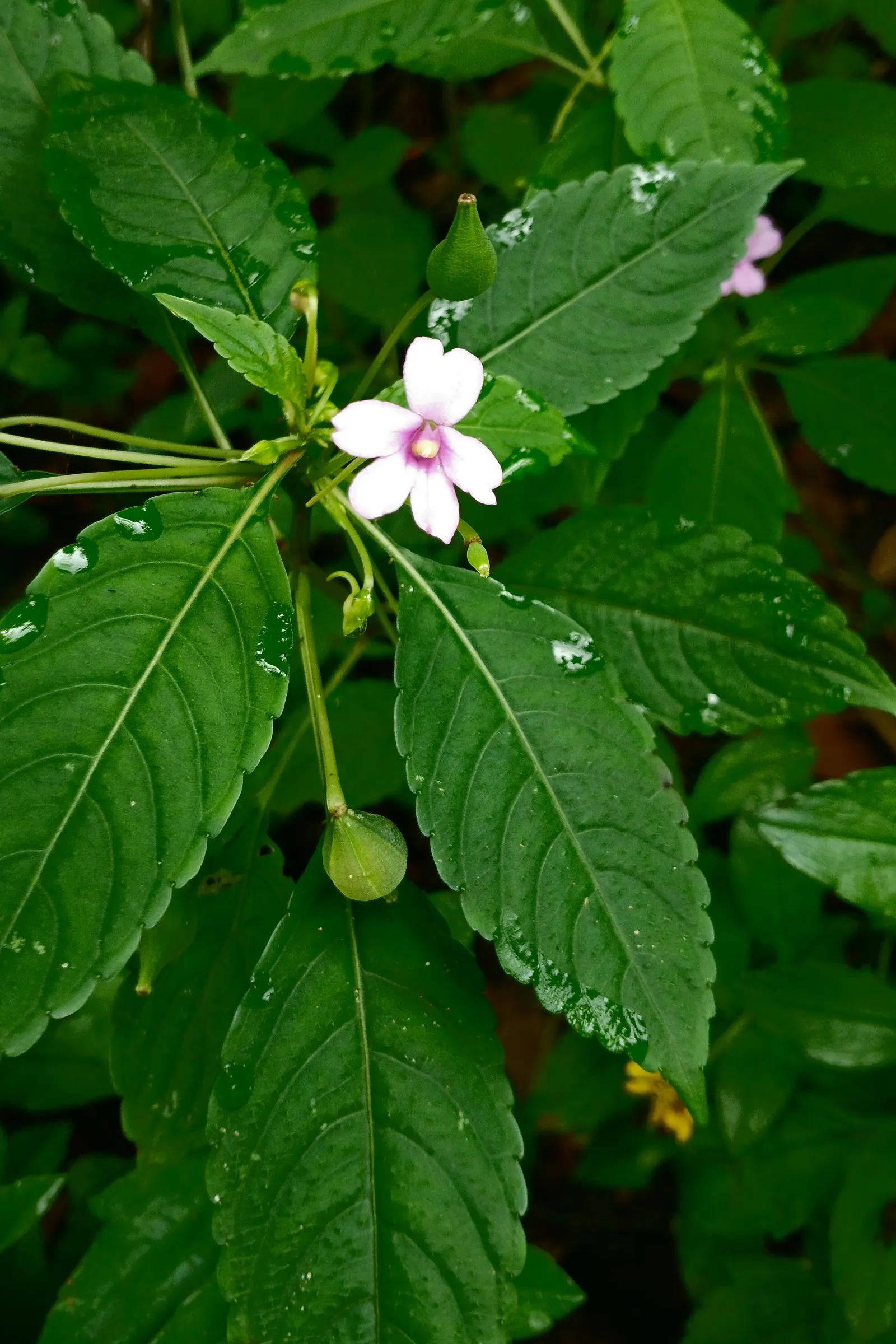 Jewelweed (Impatiens Capensis) — Its natural habitat includes stream banks and moist woodlands; it's a self-seeding annual that can spread, image 62