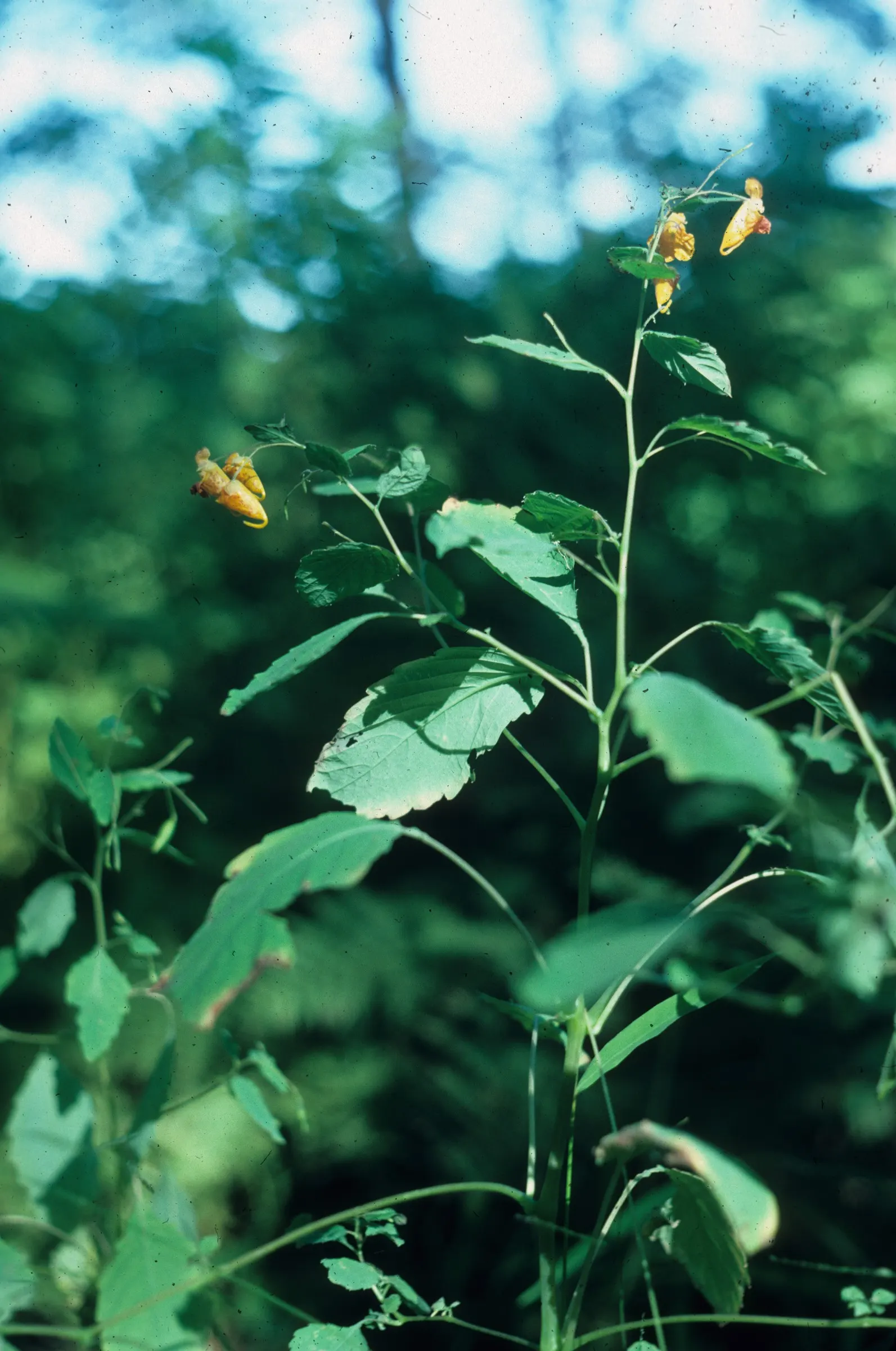 Jewelweed (Impatiens Capensis) — annual with orange blooms