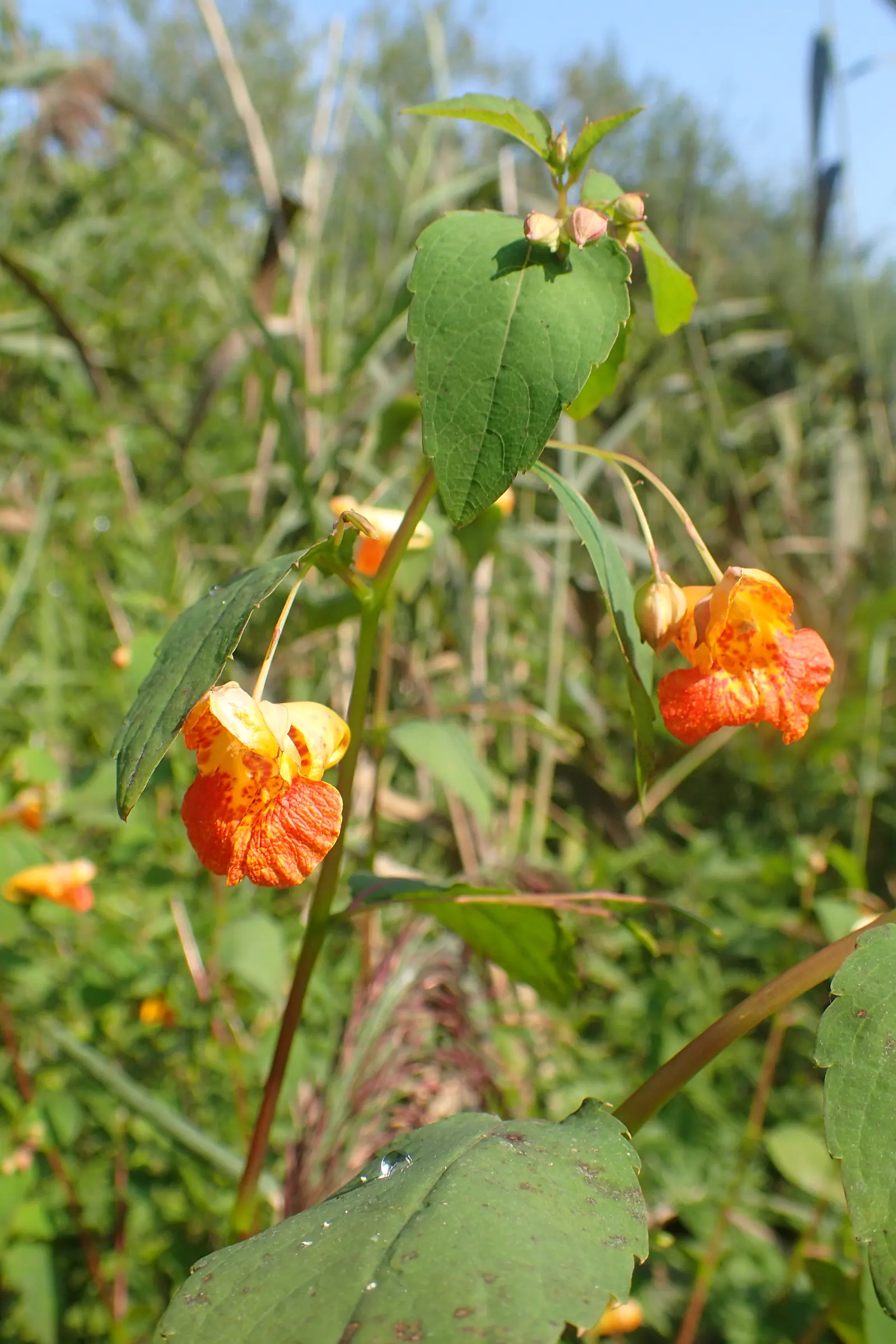 Jewelweed (Impatiens Capensis) — Its succulent stems and trumpet-shaped blooms attract hummingbirds and butterflies; annual for half or shade, image 79