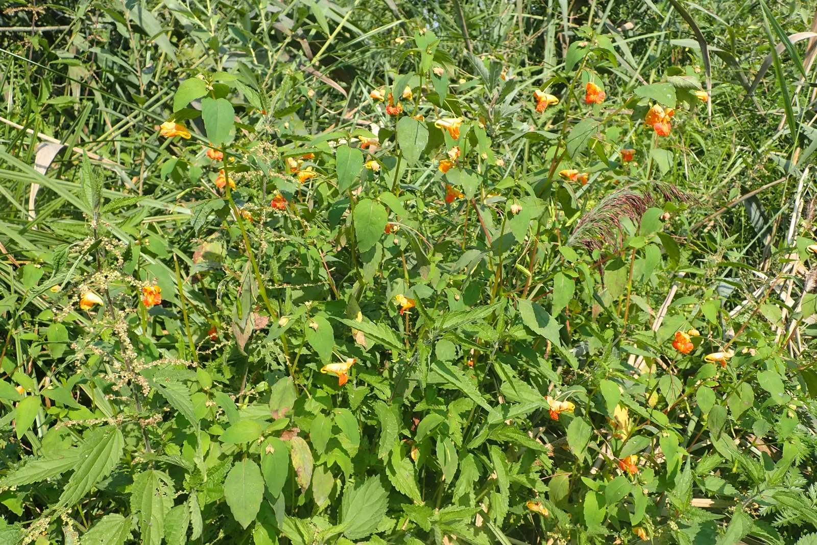 Jewelweed (Impatiens Capensis) — making it an excellent choice for wildlife gardens; commonly referred to as Jewelweed or Orange Touch-Me-Not, image 155