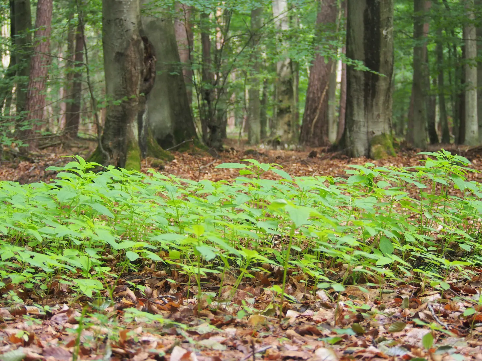 Jewelweed (Impatiens Capensis) — is a North American native annual plant that can be a delightful addition to your landscape; this North American, image 108