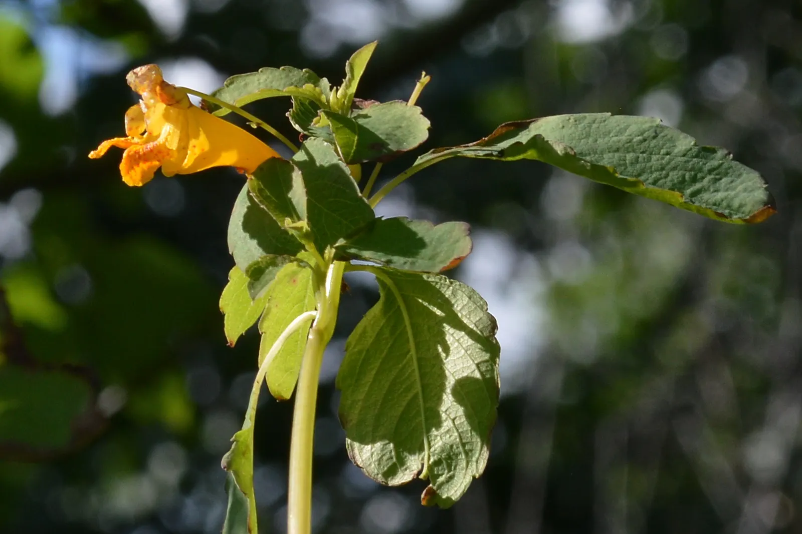 Jewelweed (Impatiens Capensis) — it's important to note that Jewelweed prefers partial to full shade and consistently damp soil; orange flowers in, image 118