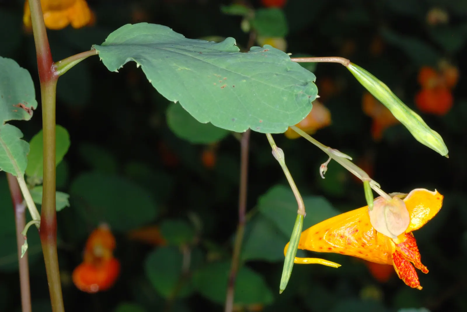 Jewelweed (Impatiens Capensis) — Its succulent stems and trumpet-shaped blooms attract hummingbirds and butterflies; annual for half or shade